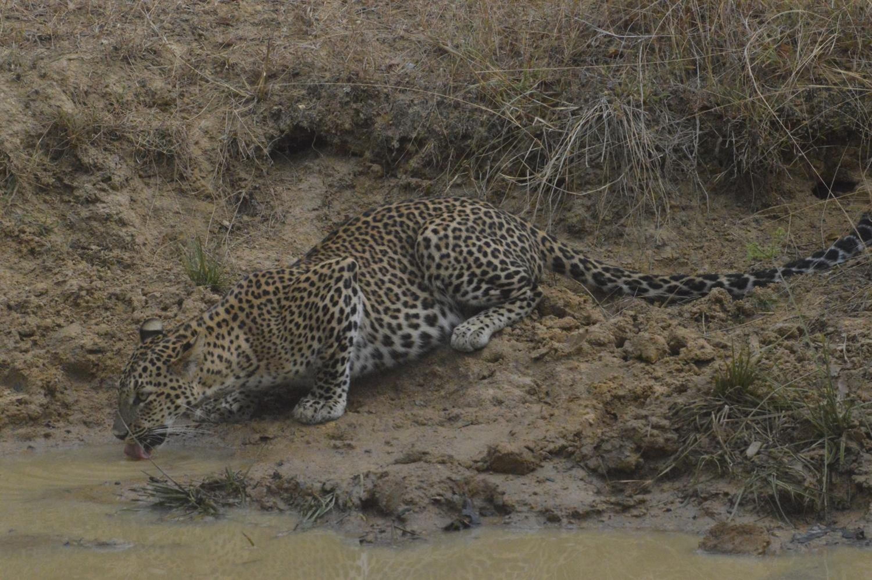 Wilpattu Wild Villa