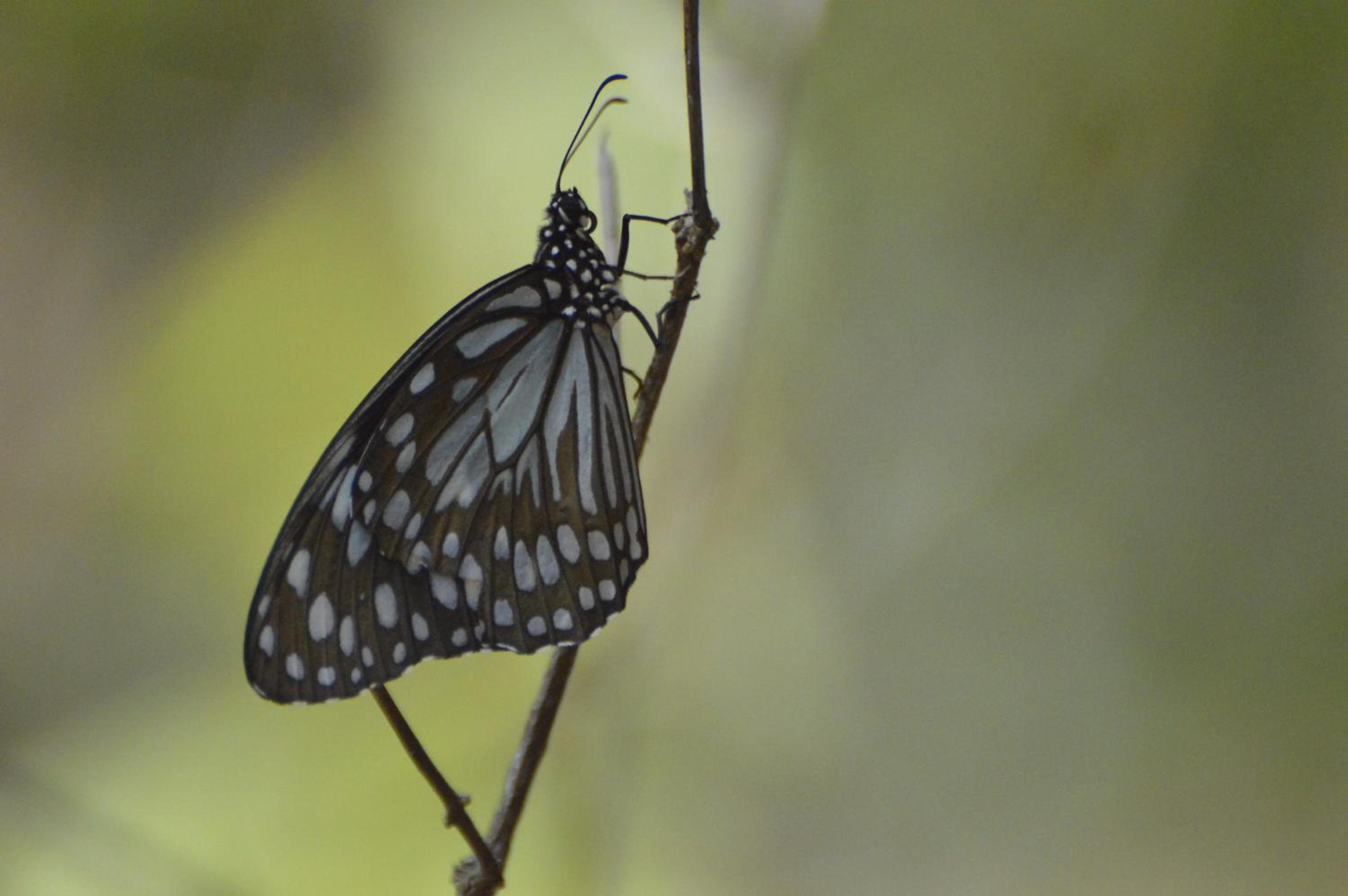 Wilpattu Wild Villa
