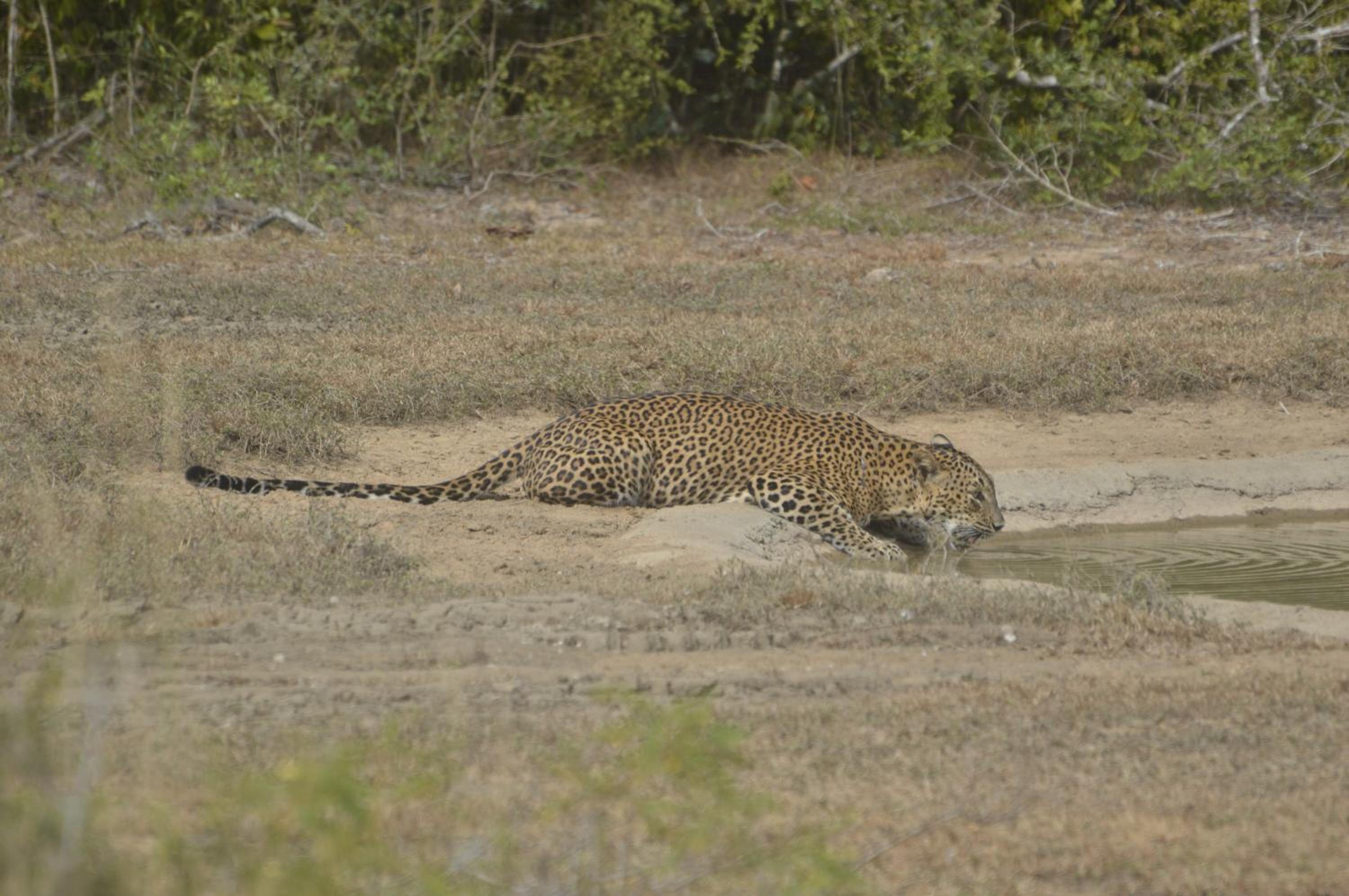 Wilpattu Wild Villa