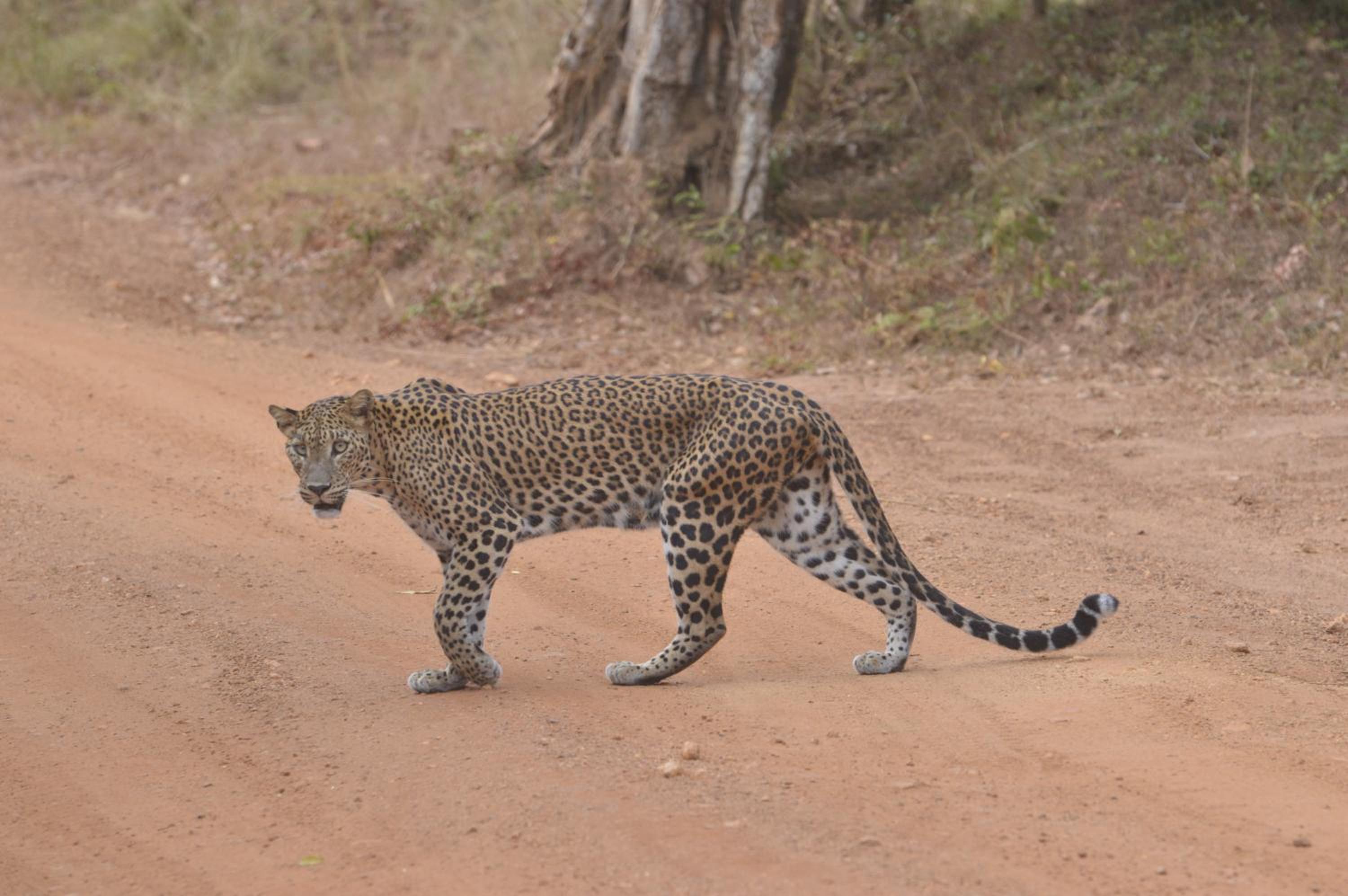 Wilpattu Wild Villa