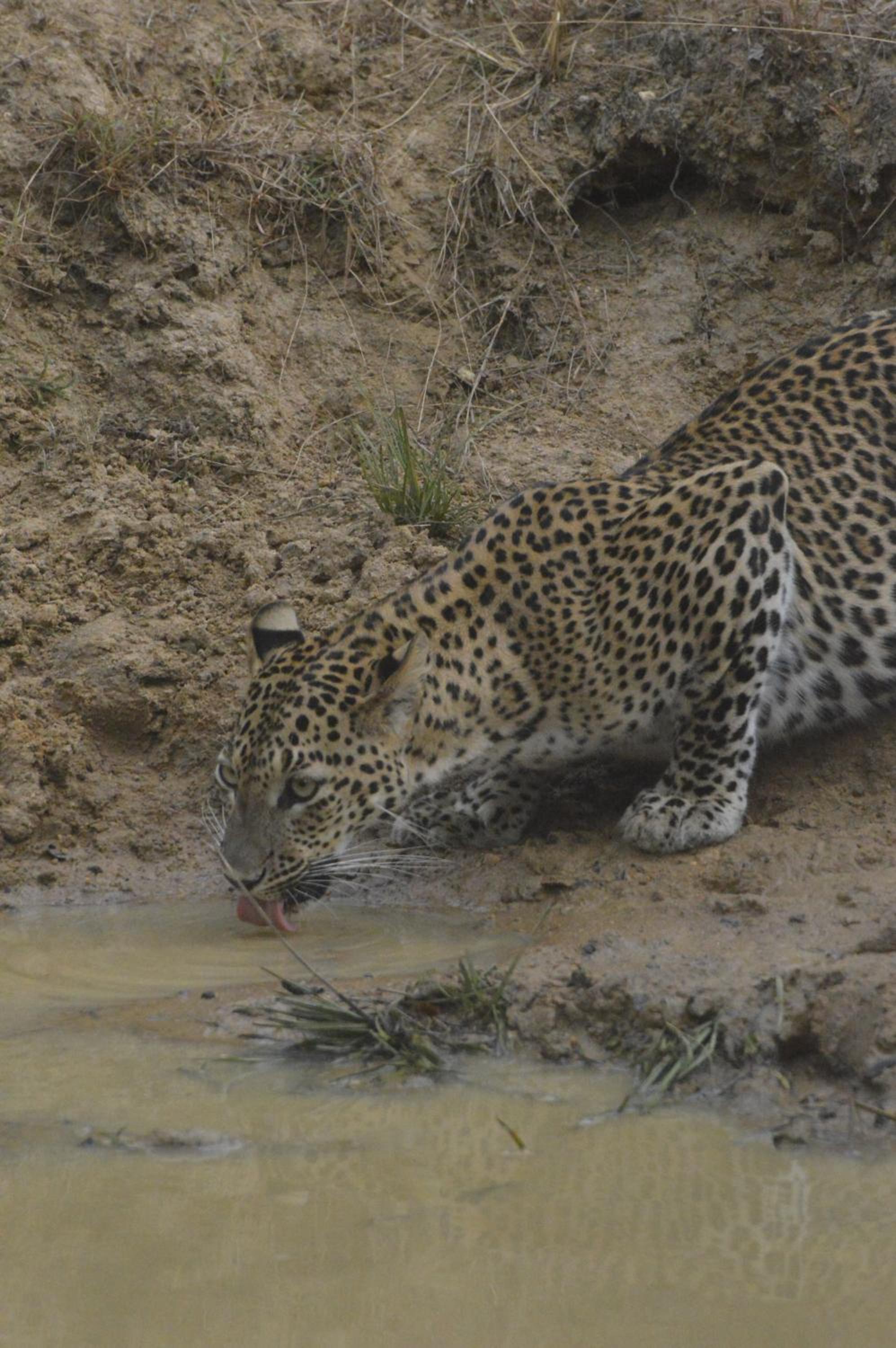 Wilpattu Wild Villa