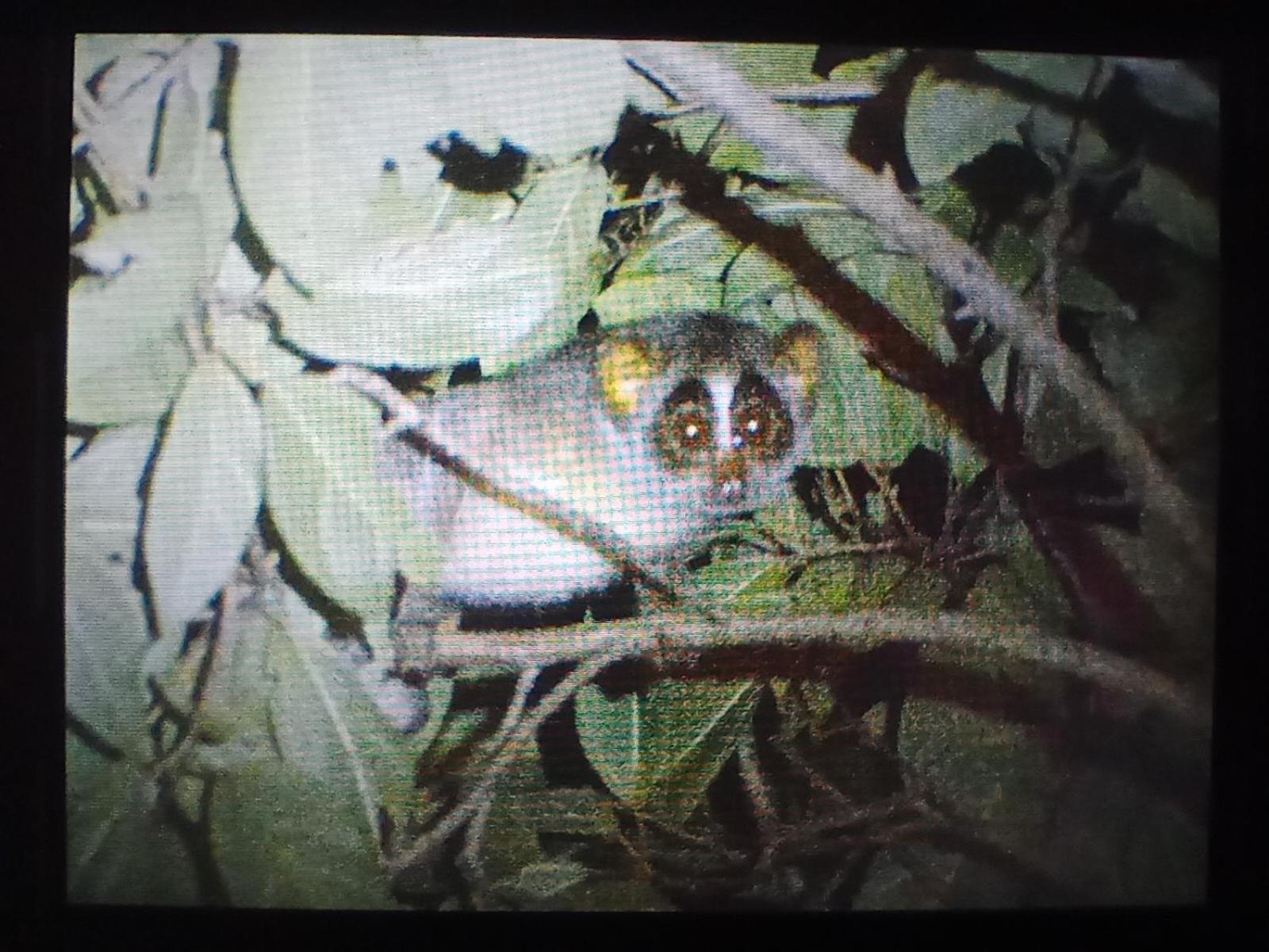 Wilpattu Wild Villa