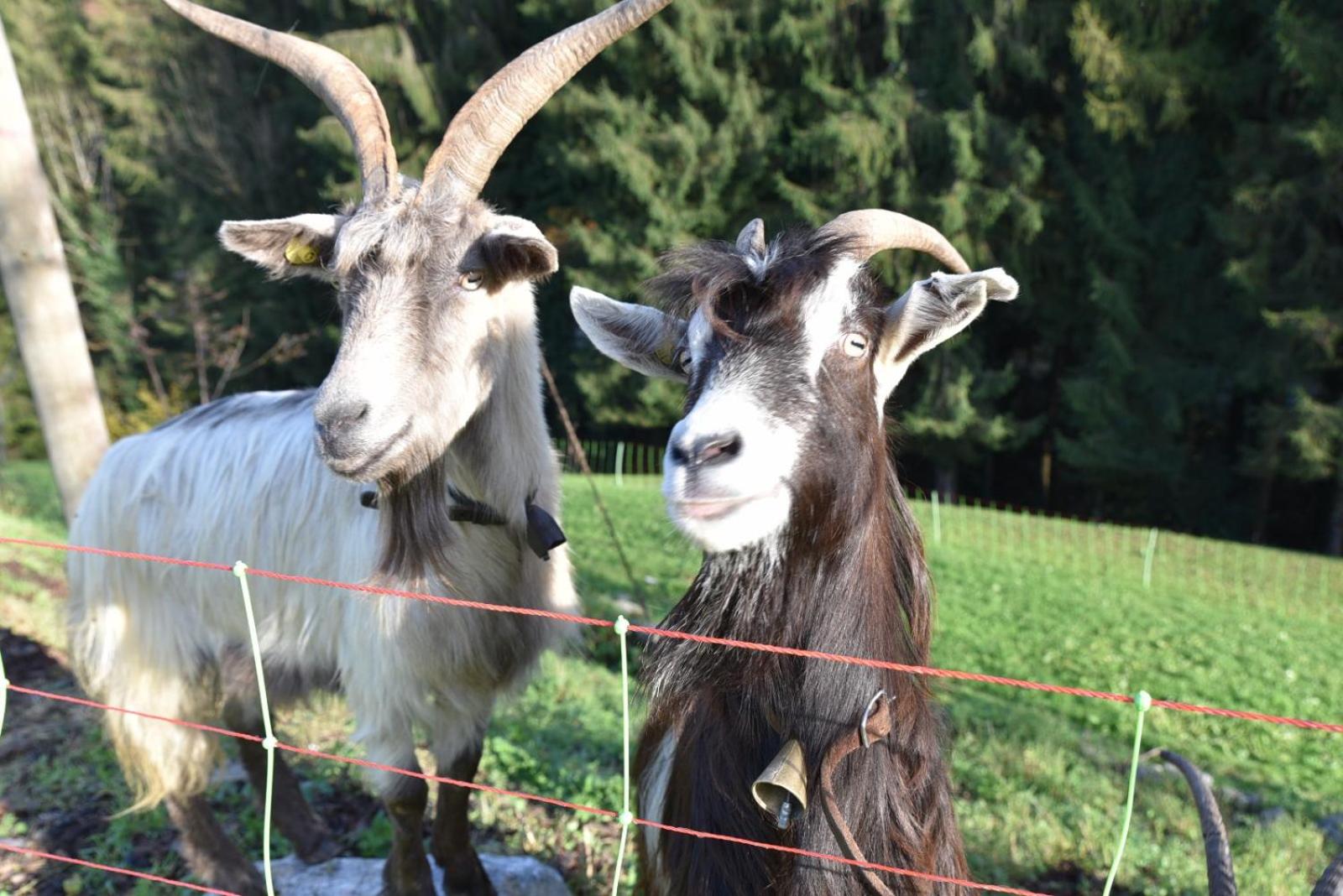 Agriturismo Grabbia