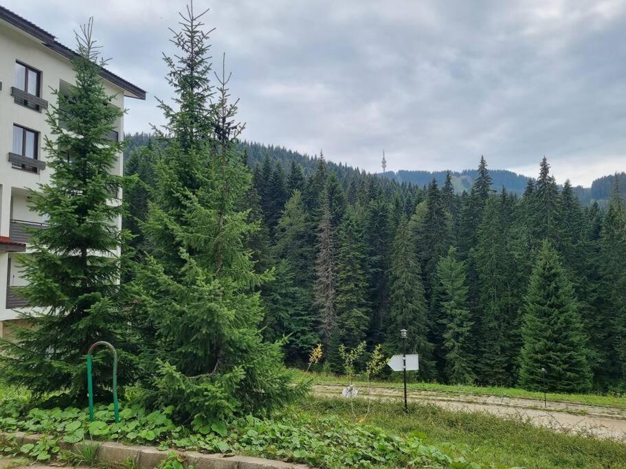 Pamporovo Studio Five