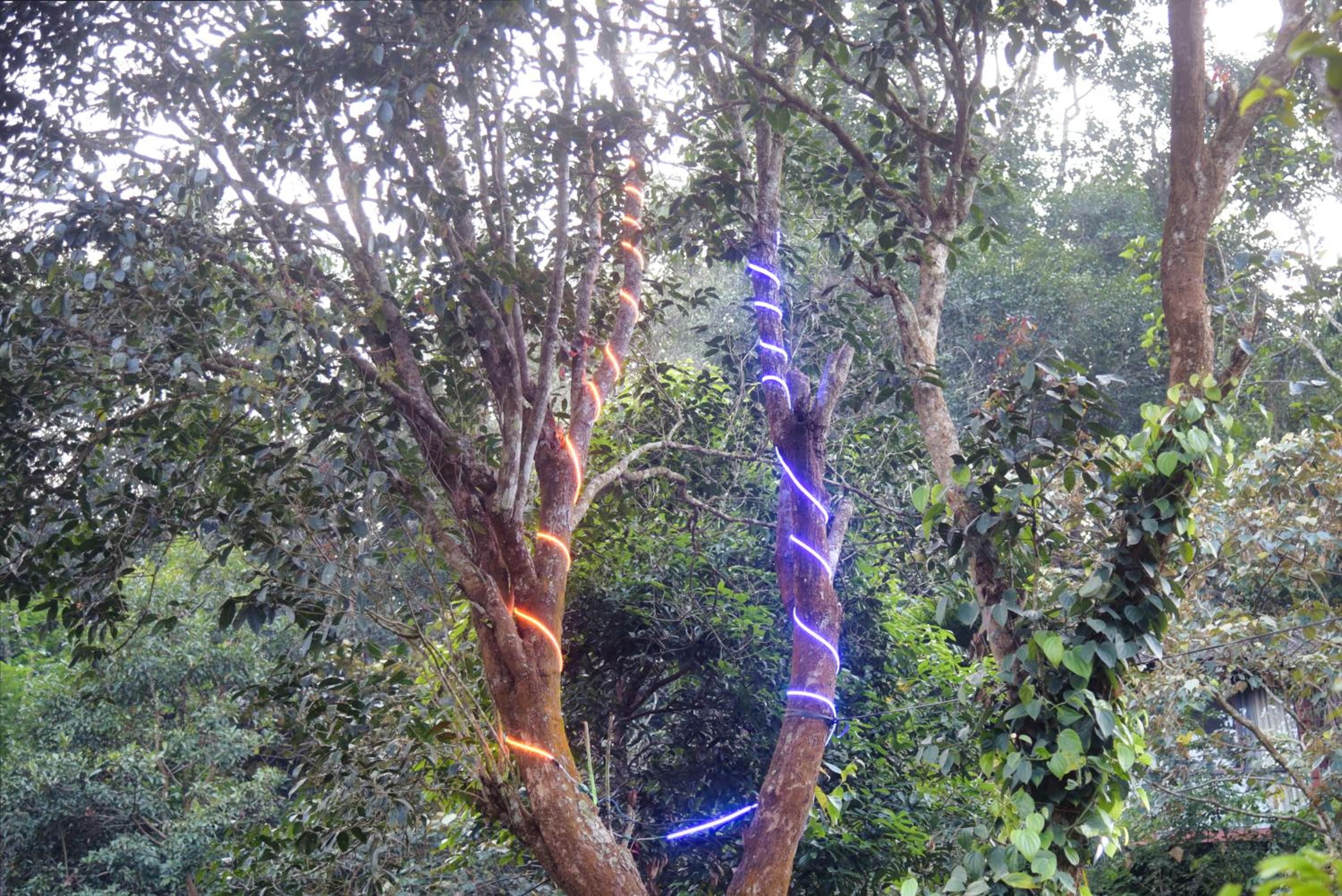 TREE6 WAYANAD