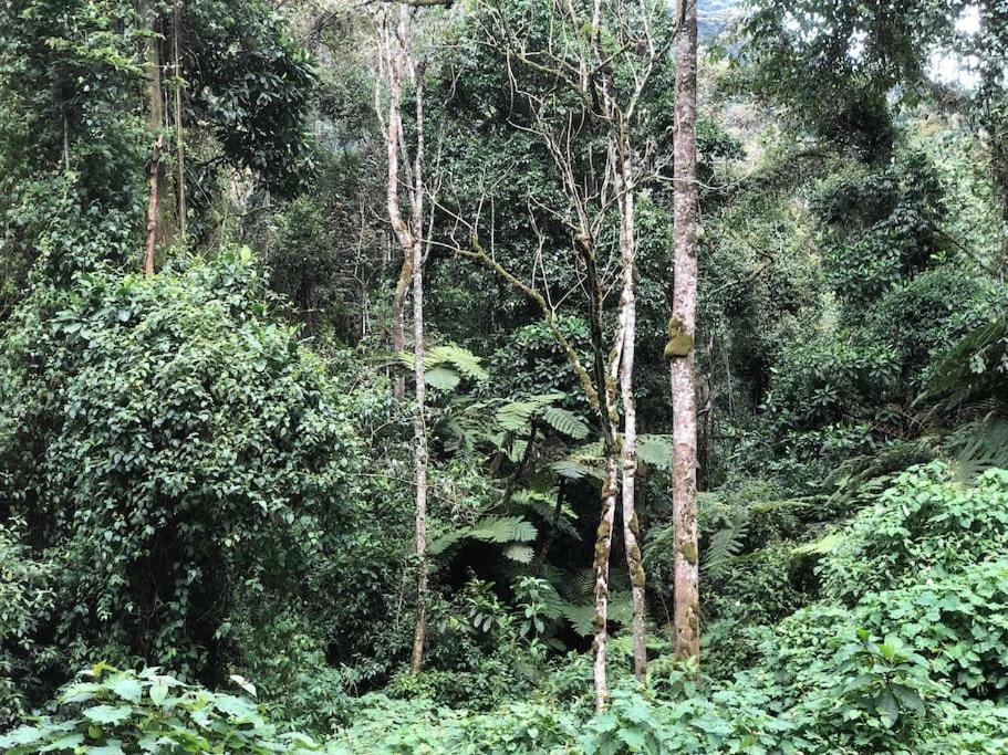 The Rustic Gorilla Cabin-Bwindi view 5