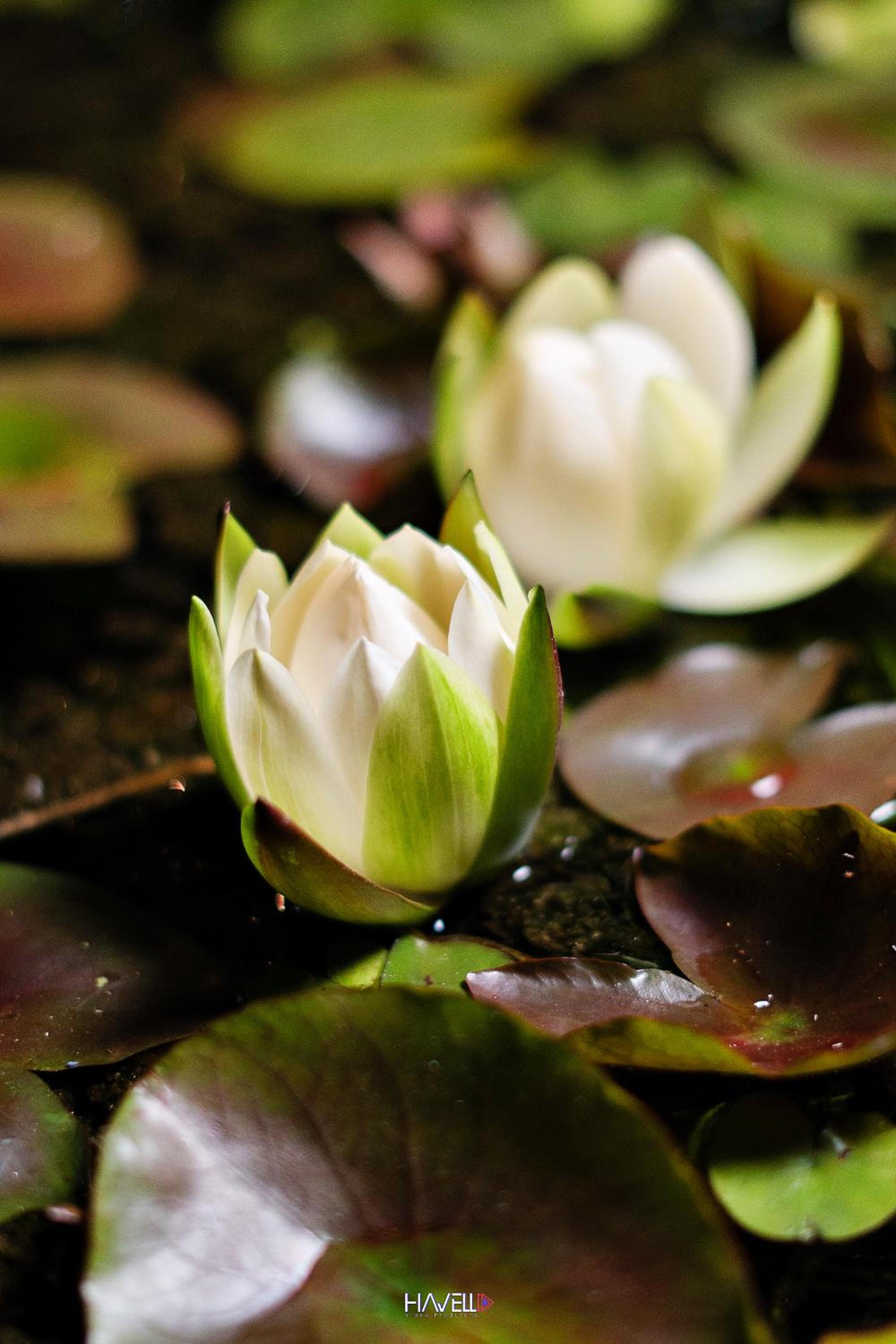 Recanto Ecológico