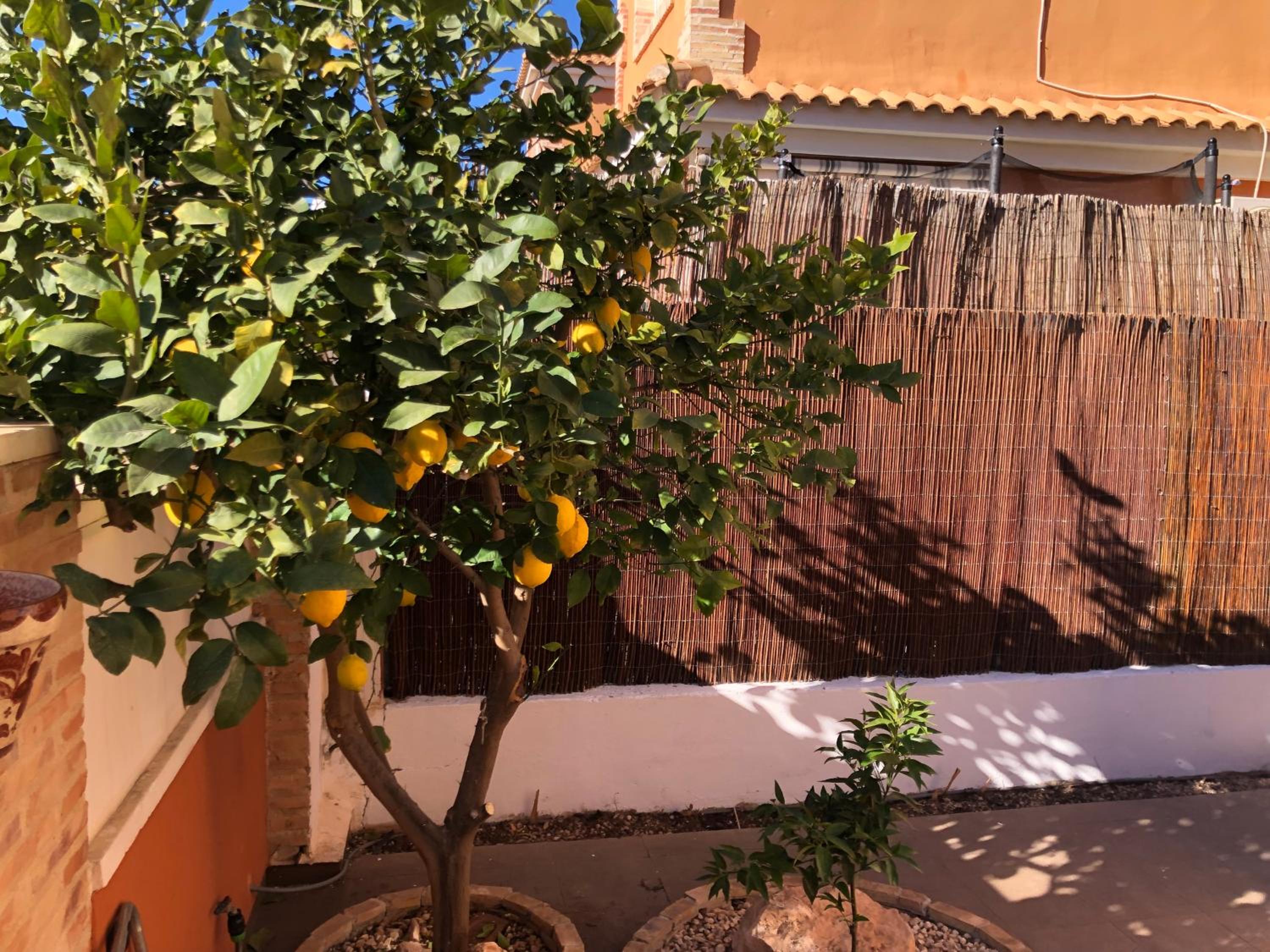 Villa Playa Flamenca with private pool