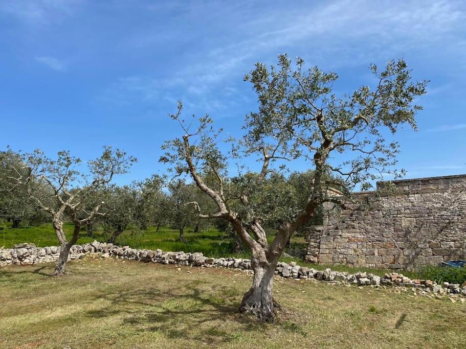Villa in Martina Franca in the heart of Valle d'Itria view 5