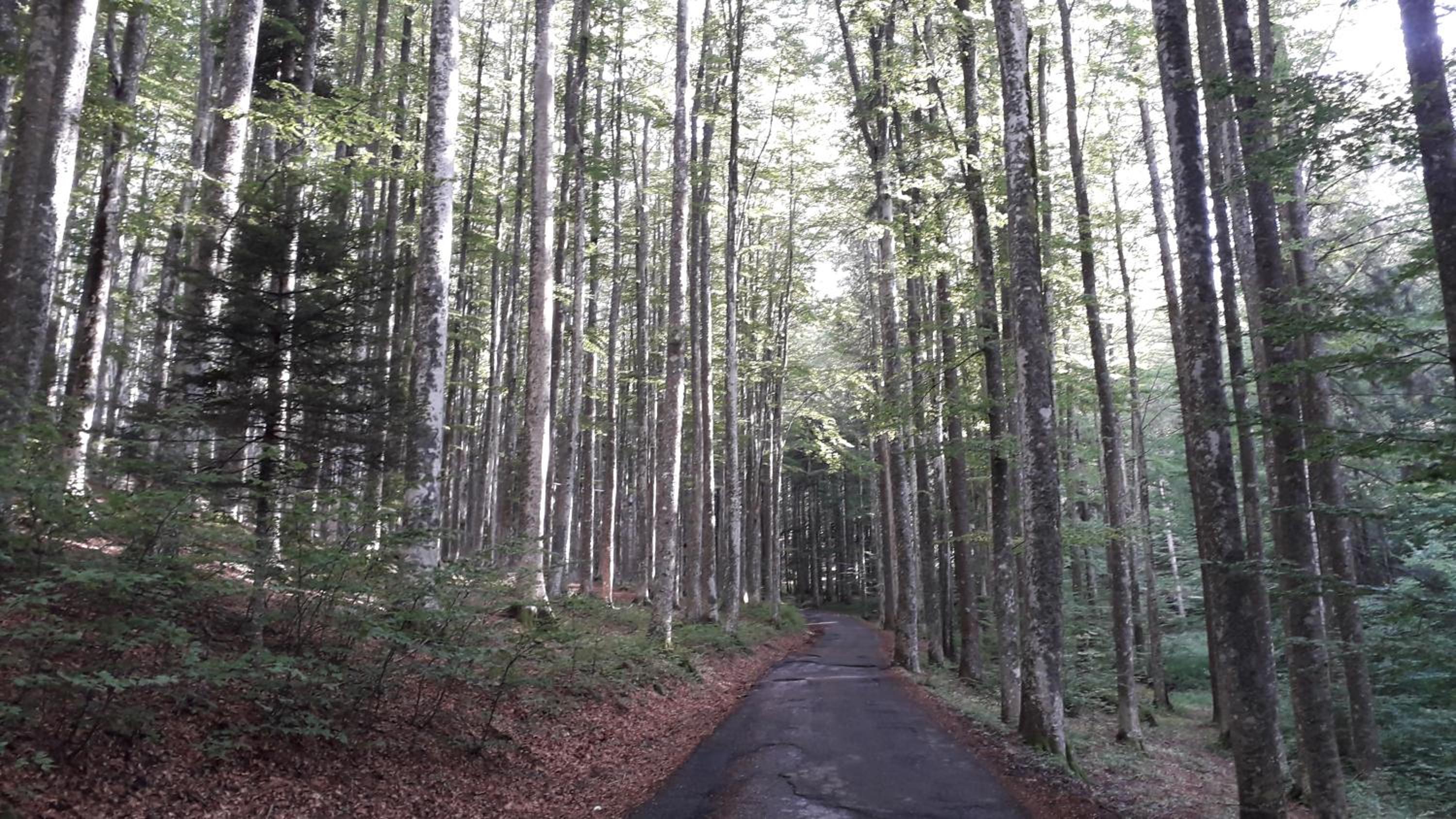 Monolocale Il Capriolo - Abetone