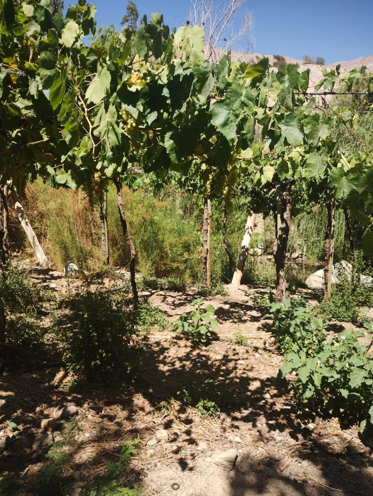 Casa en Valle del Elqui