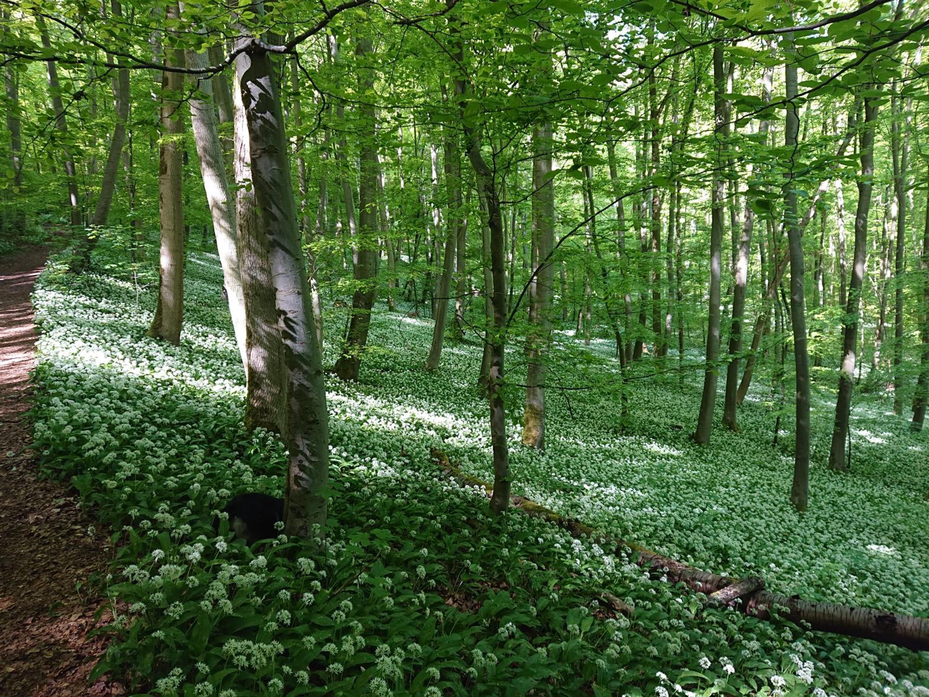 Im Buchenwäldchen - ruhig gelegenes Haus in der Natur für bis zu 12 Personen