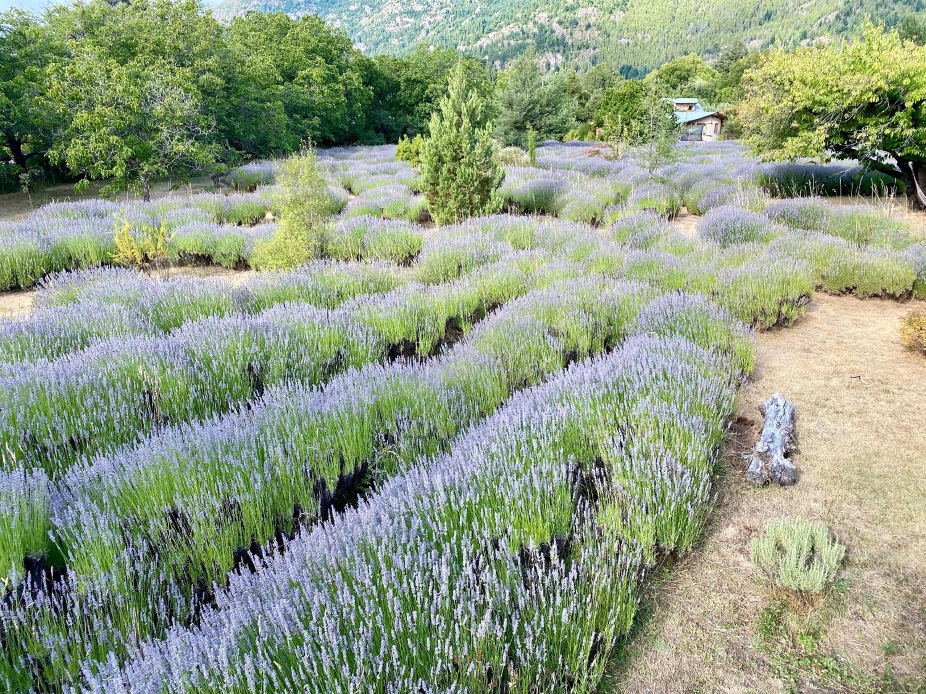 Huala Hosteria
