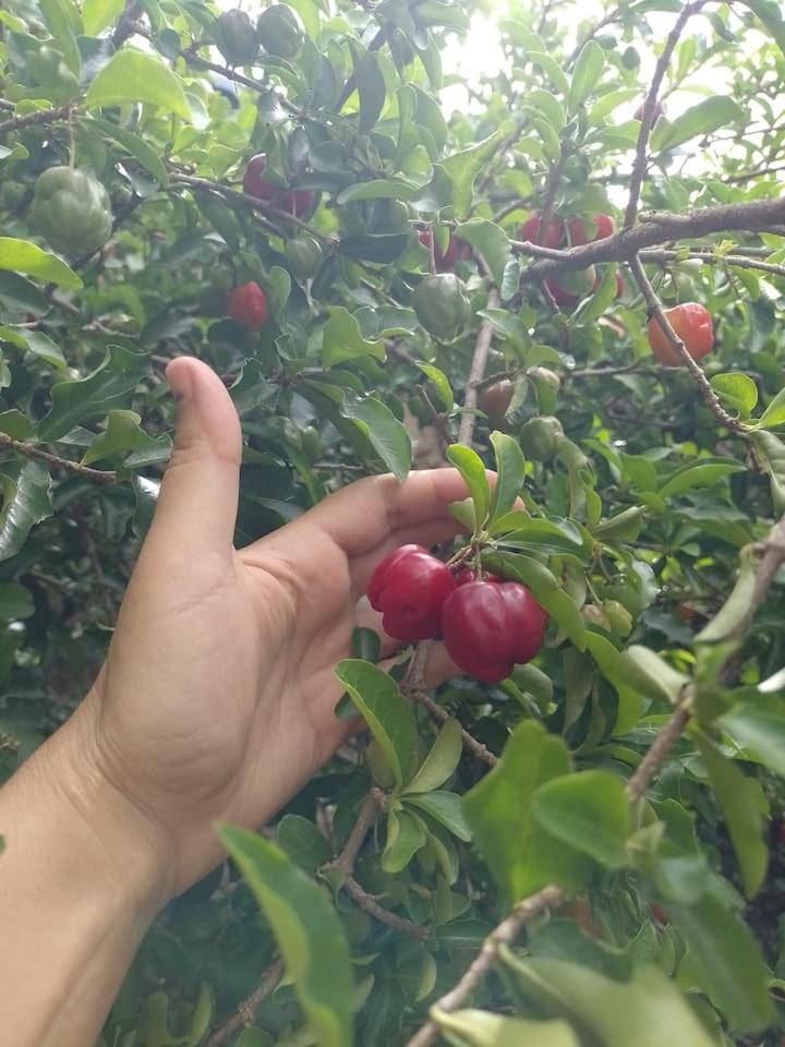 Chácara Vô Chico