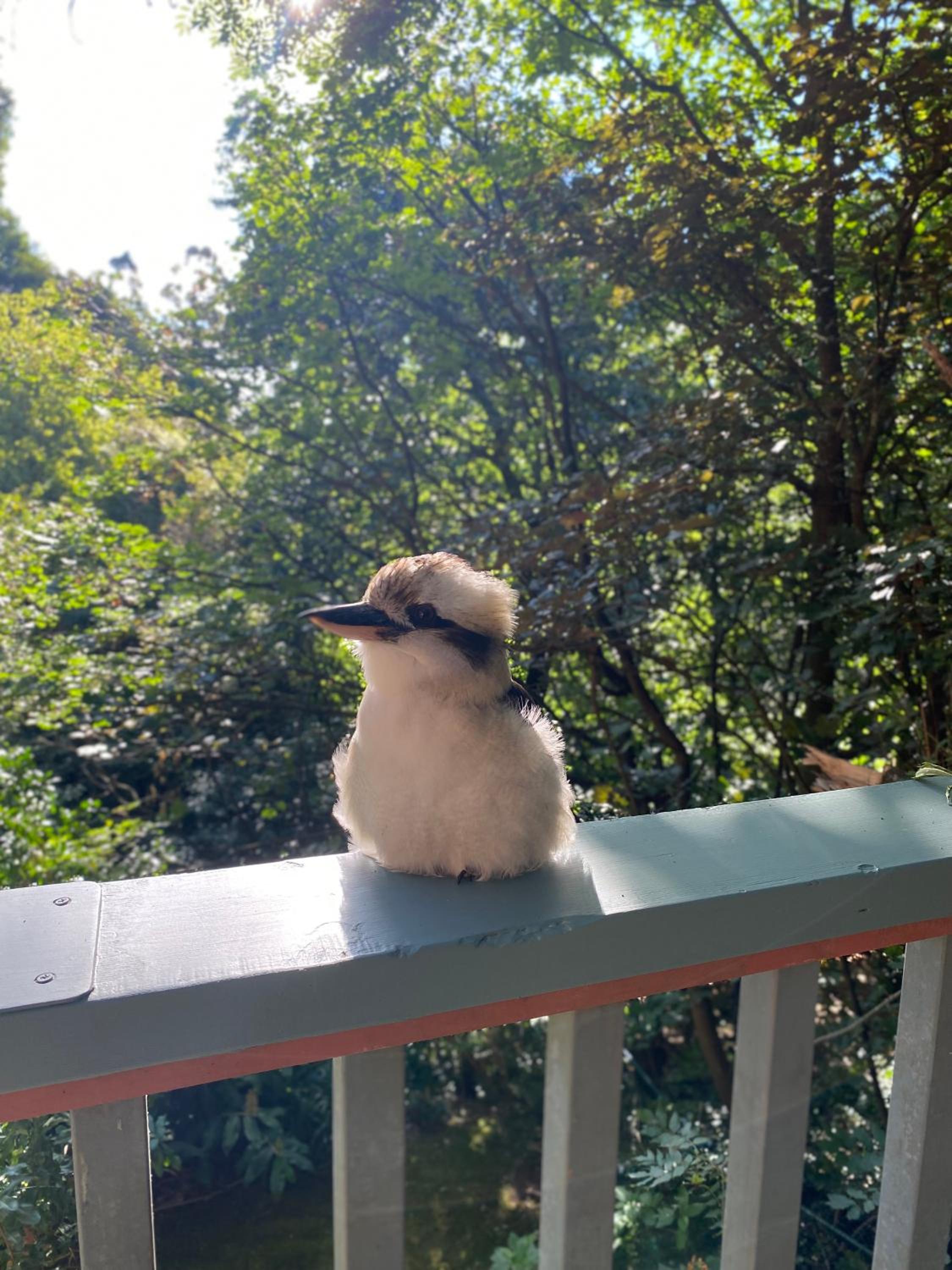 Wild Orchid Olinda Private Luxury Cottage