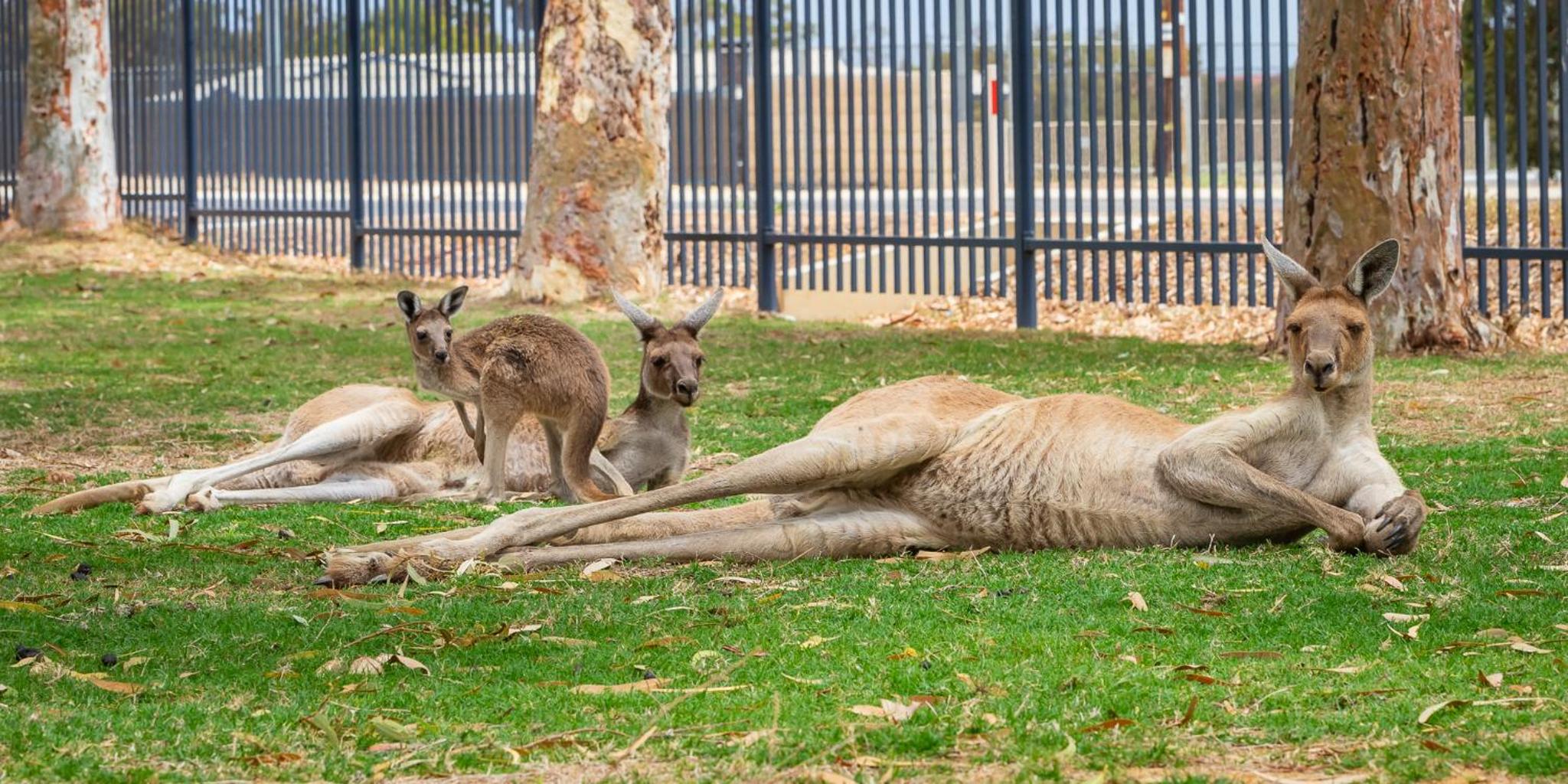 Kalbarri Tudor Holiday Park