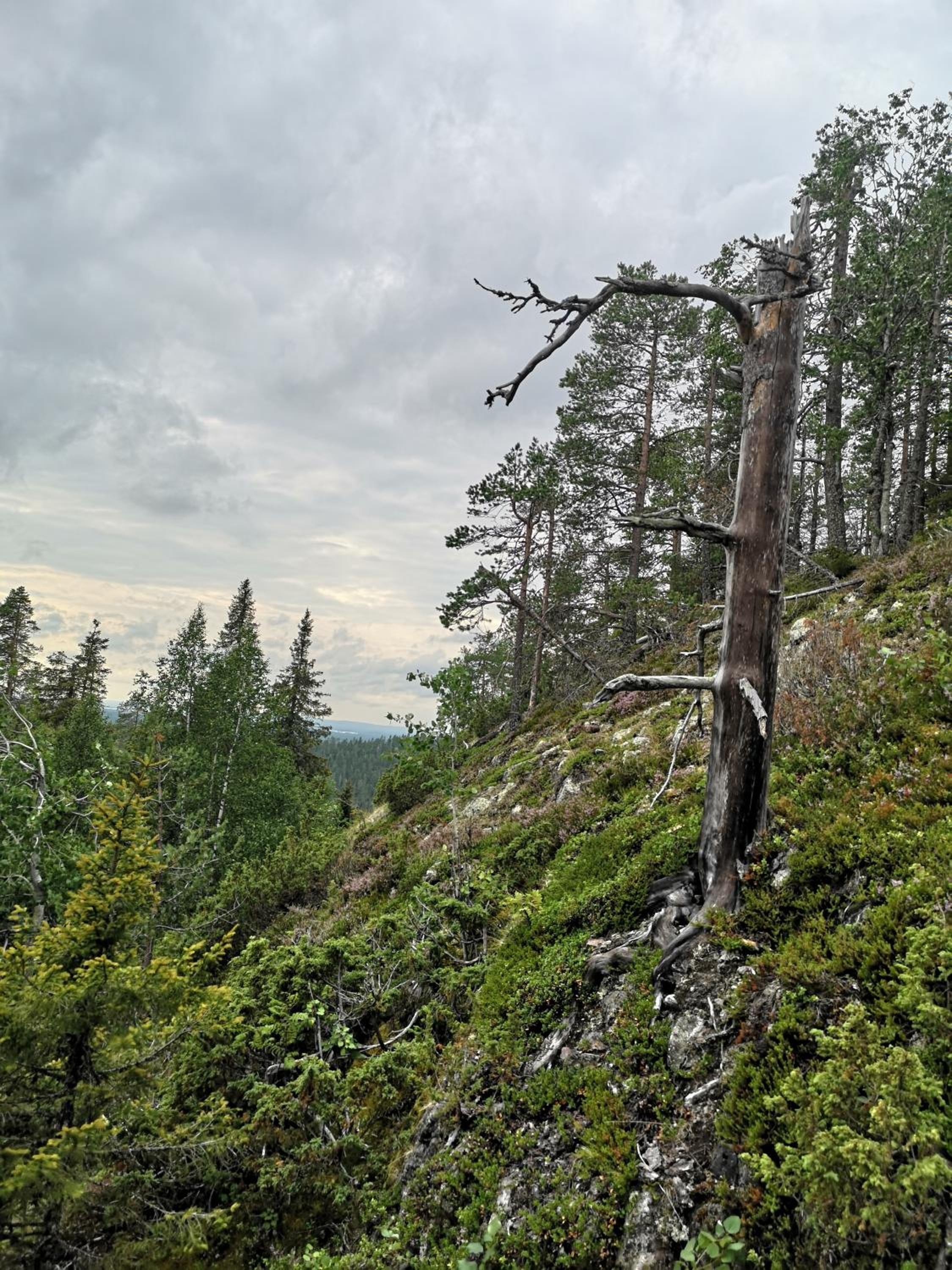 RukaRintelä
