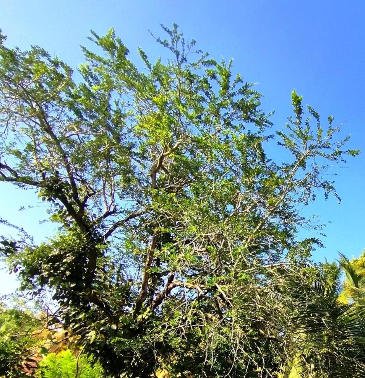 Mirissa Villa Green Pepper view 4