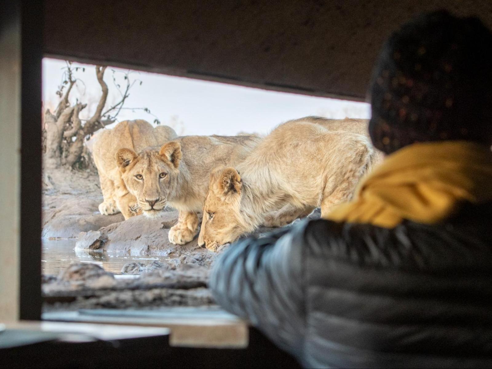 Mashatu Tent Camp