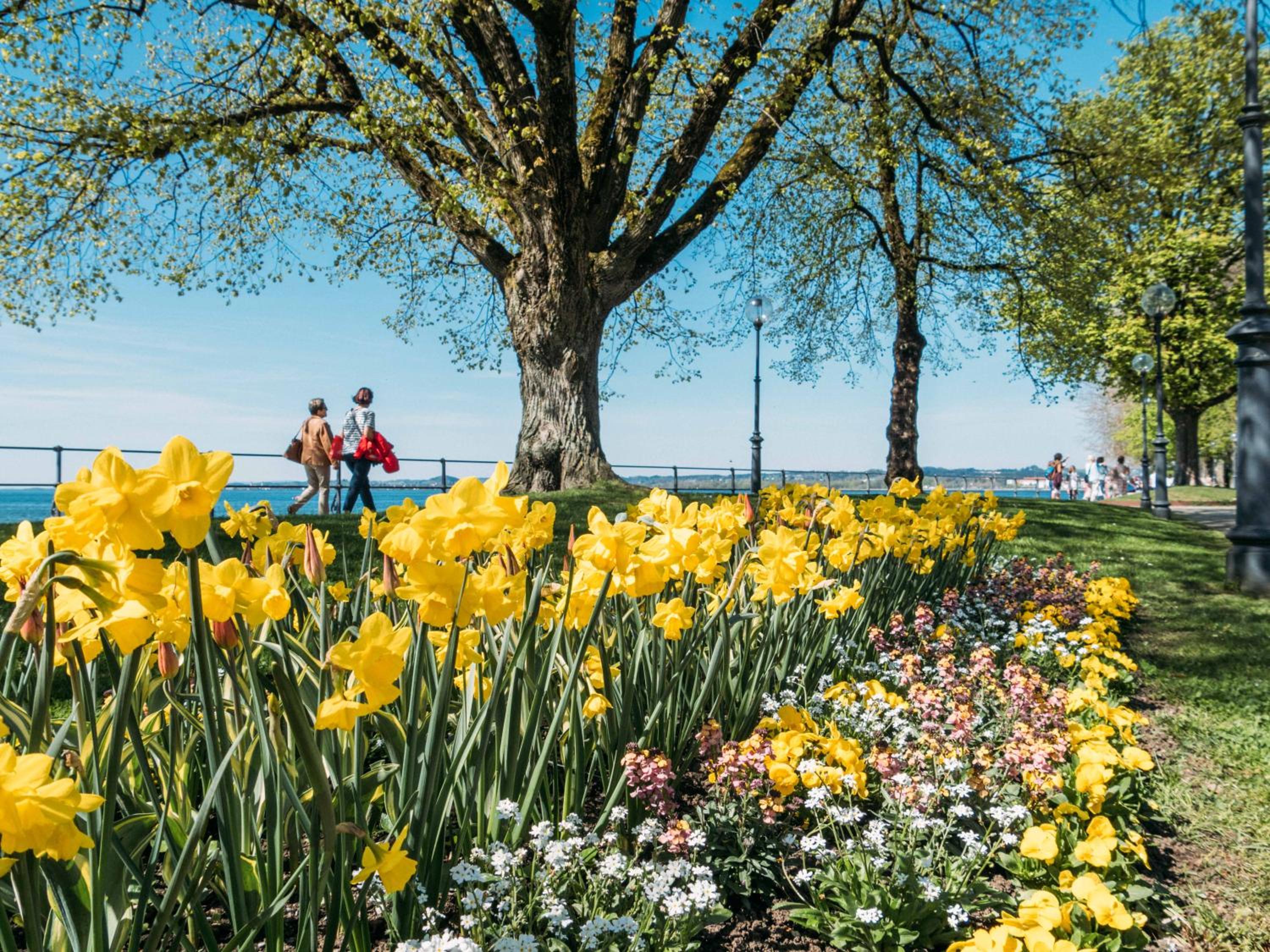 Seeblick Bregenz - mit Parkgarage