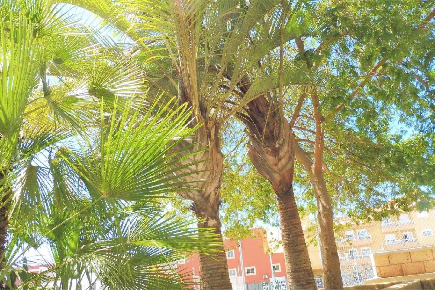 Vacaciones Sur Tenerife Ofogar