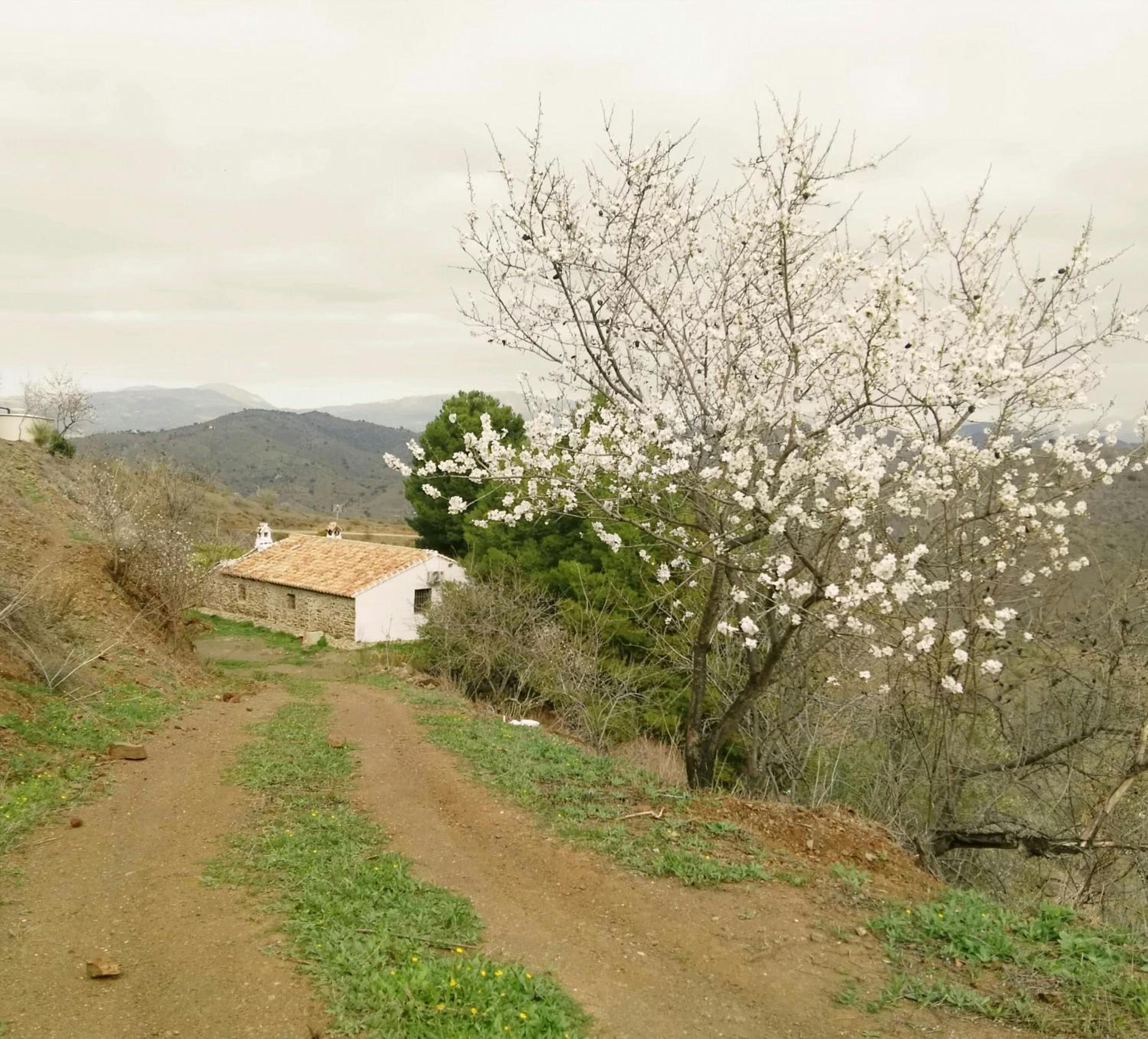 Pinar El Almendra
