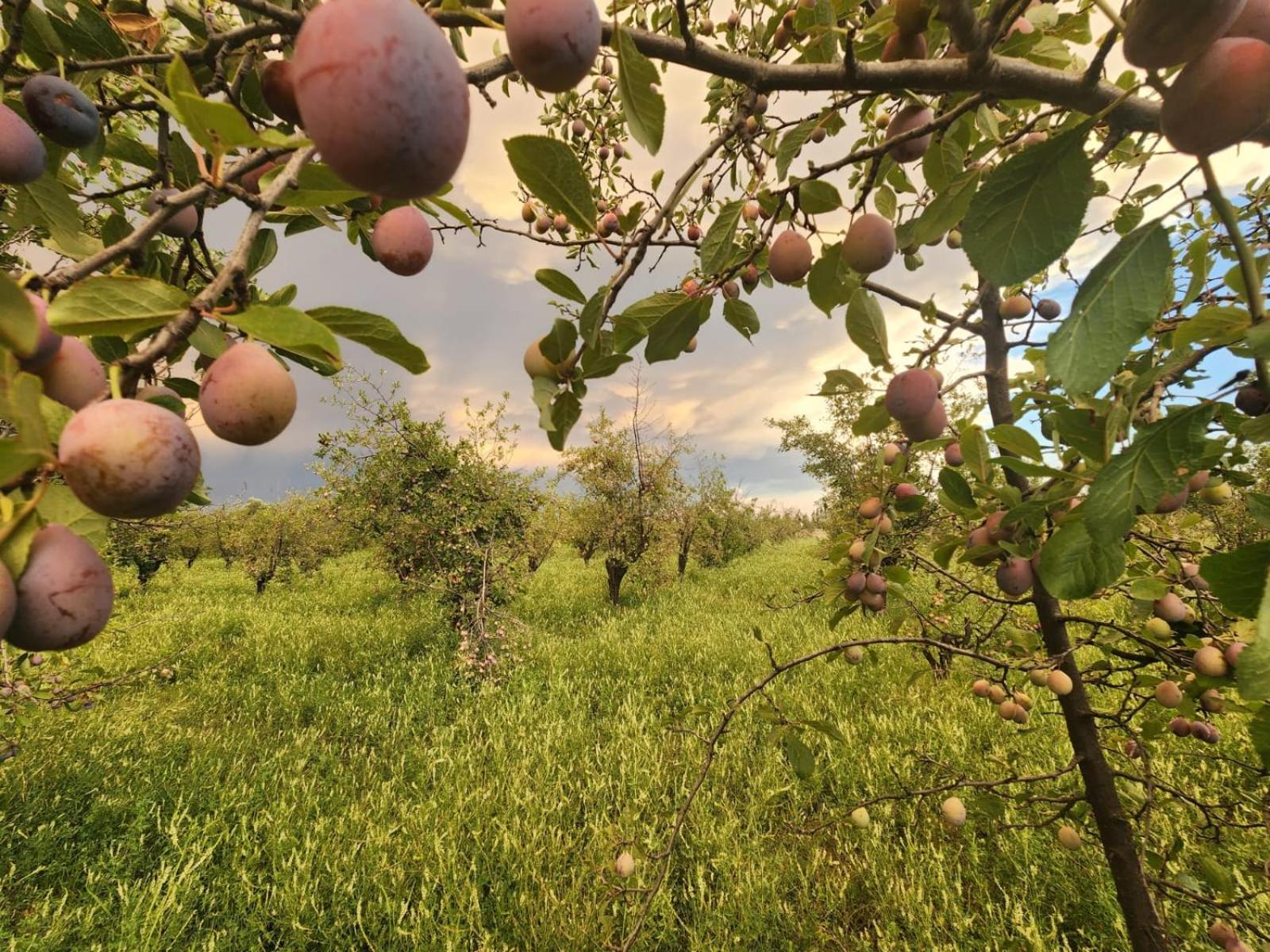 Ciruelos del Sur - San Rafael Mendoza