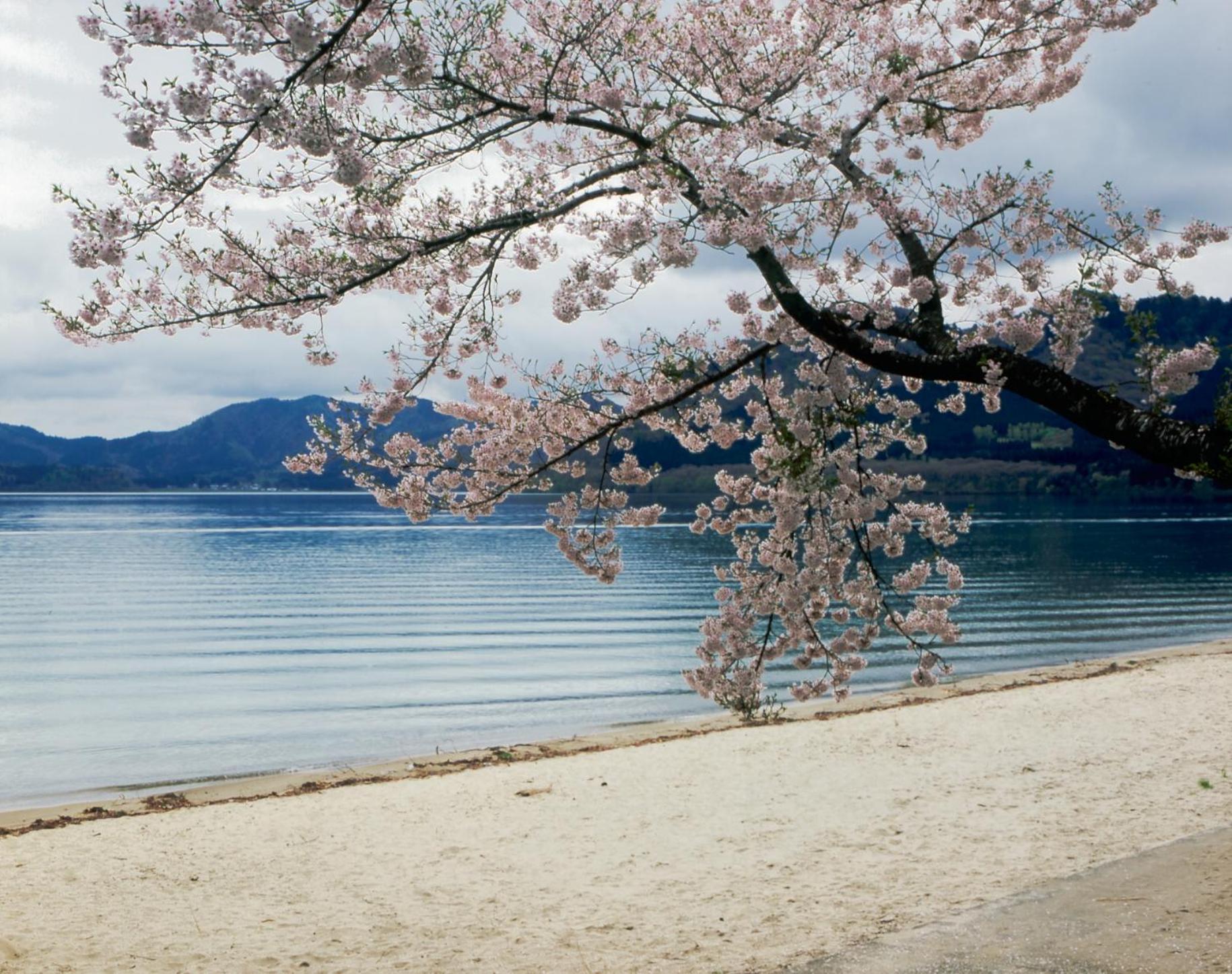 Katakurinohana