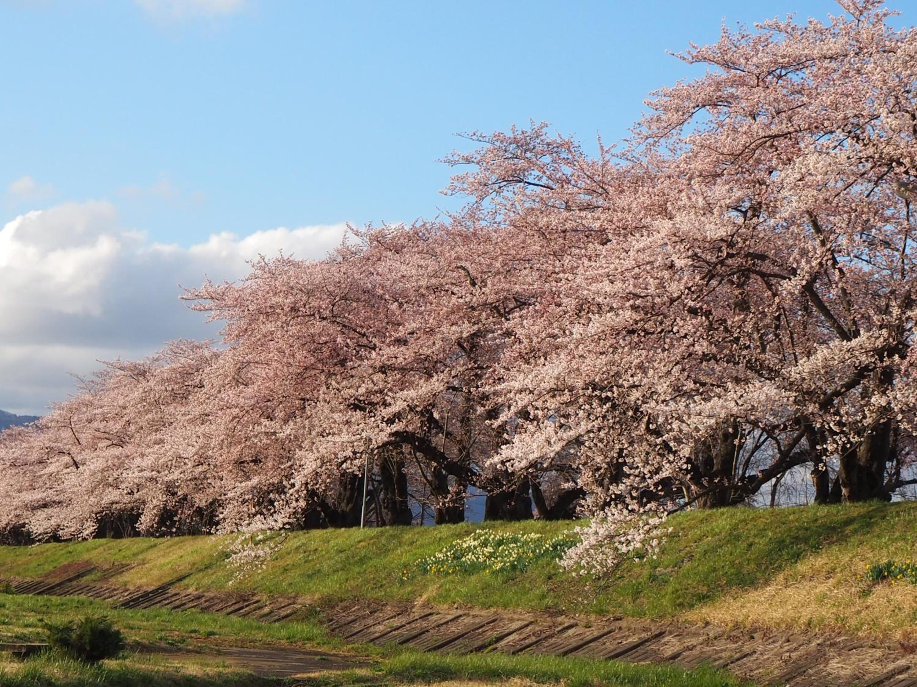 Katakurinohana