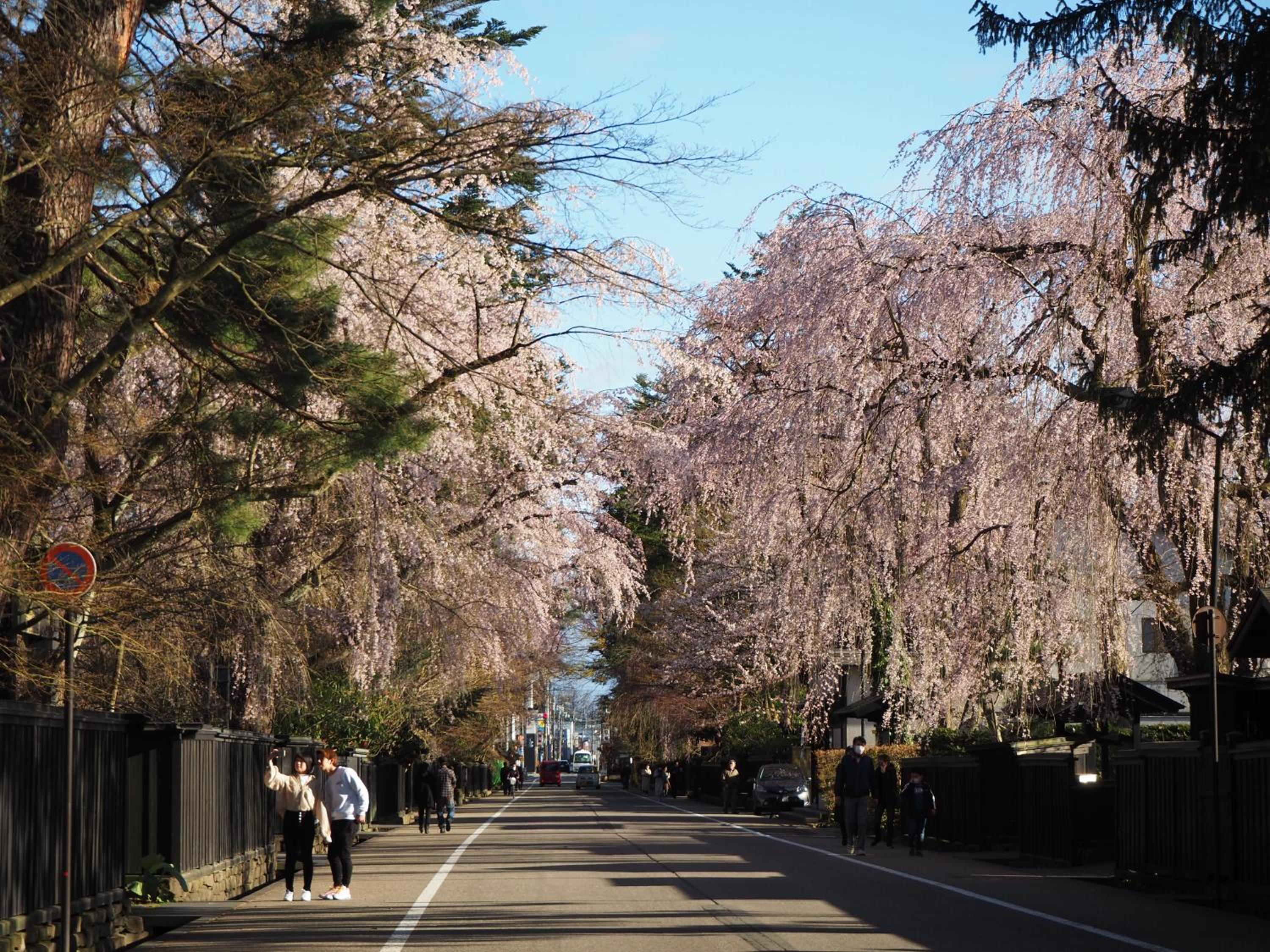 Katakurinohana