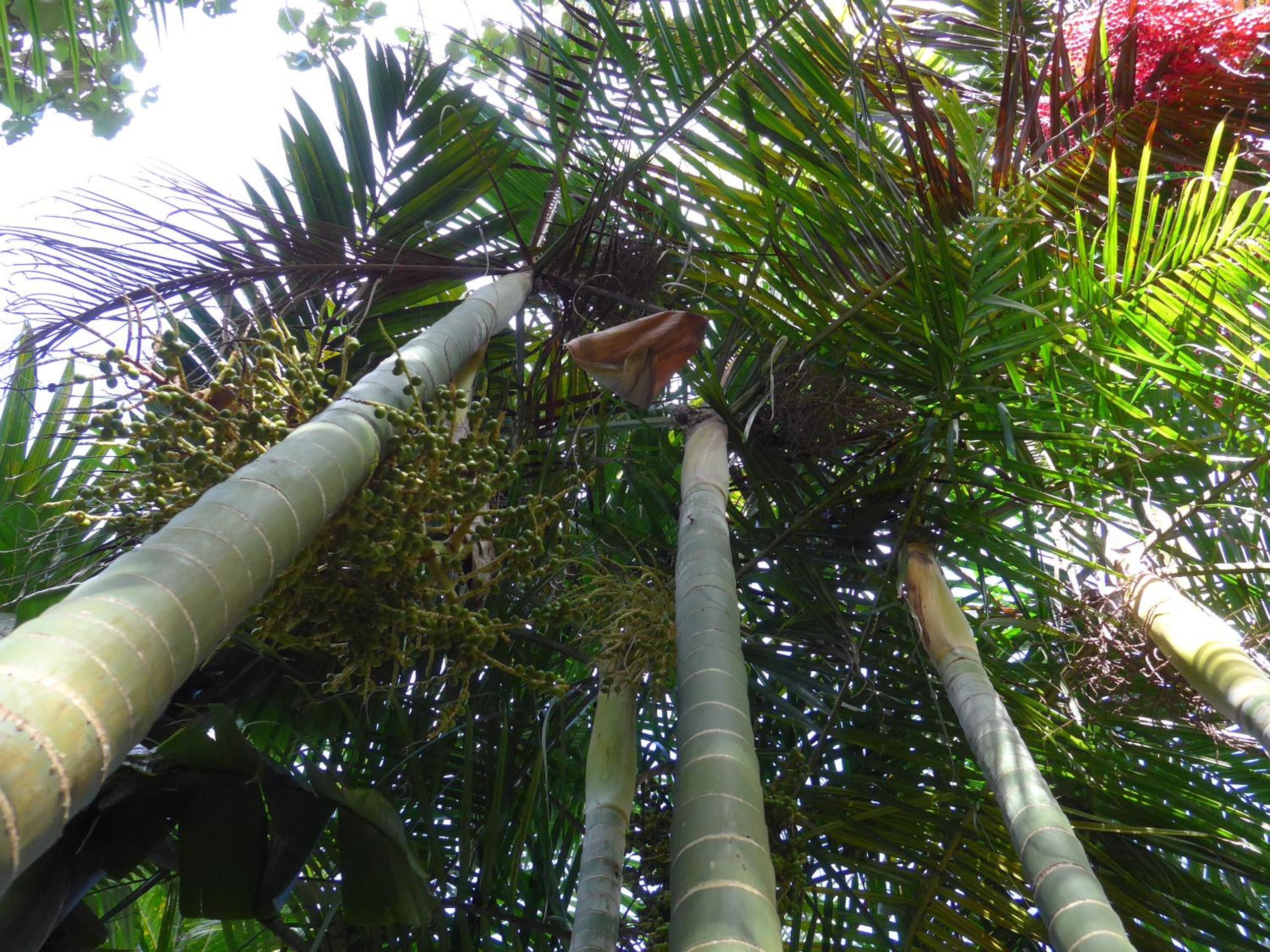 Wharepuke Subtropical Accommodation