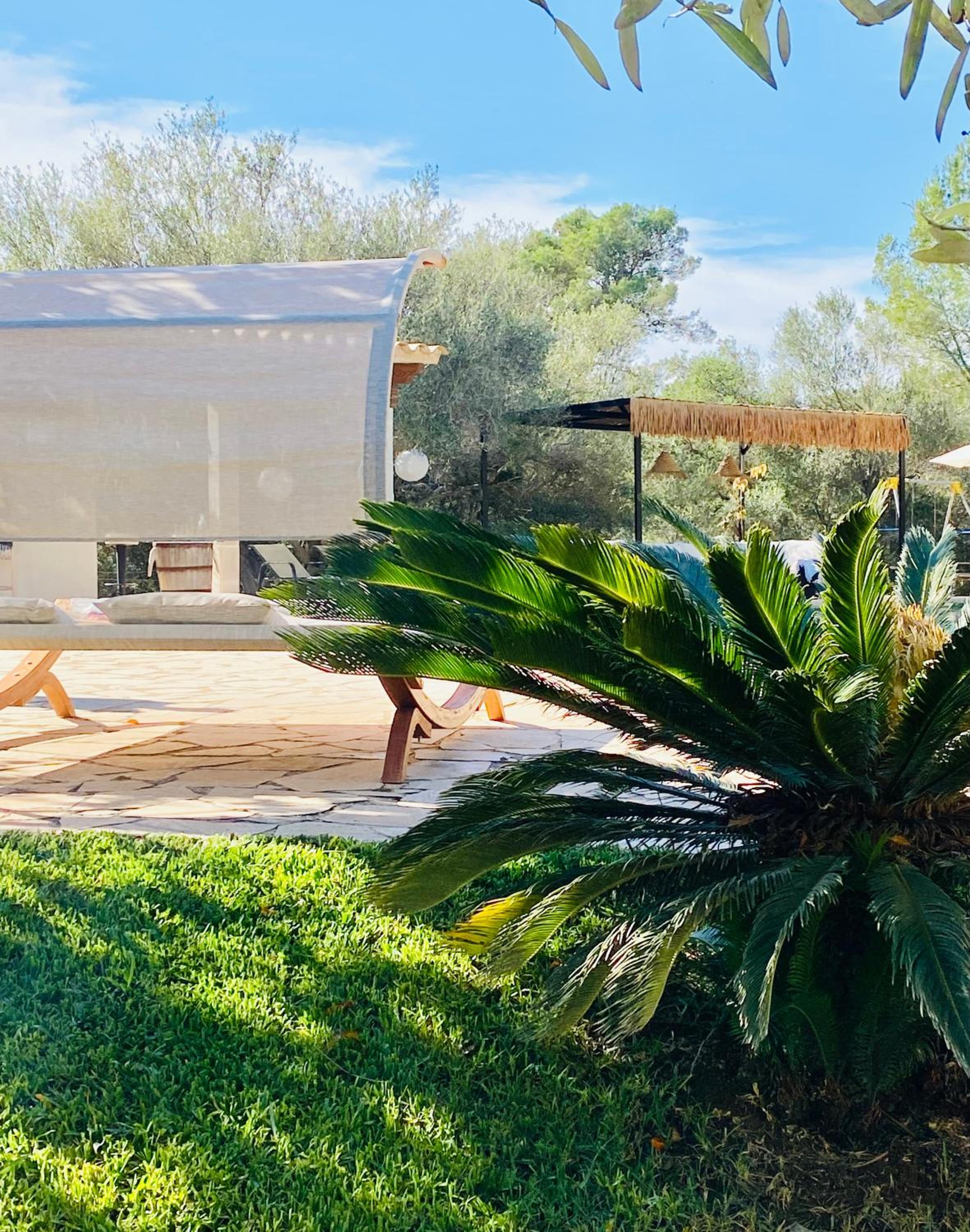 Pine tree Finca Espiga
