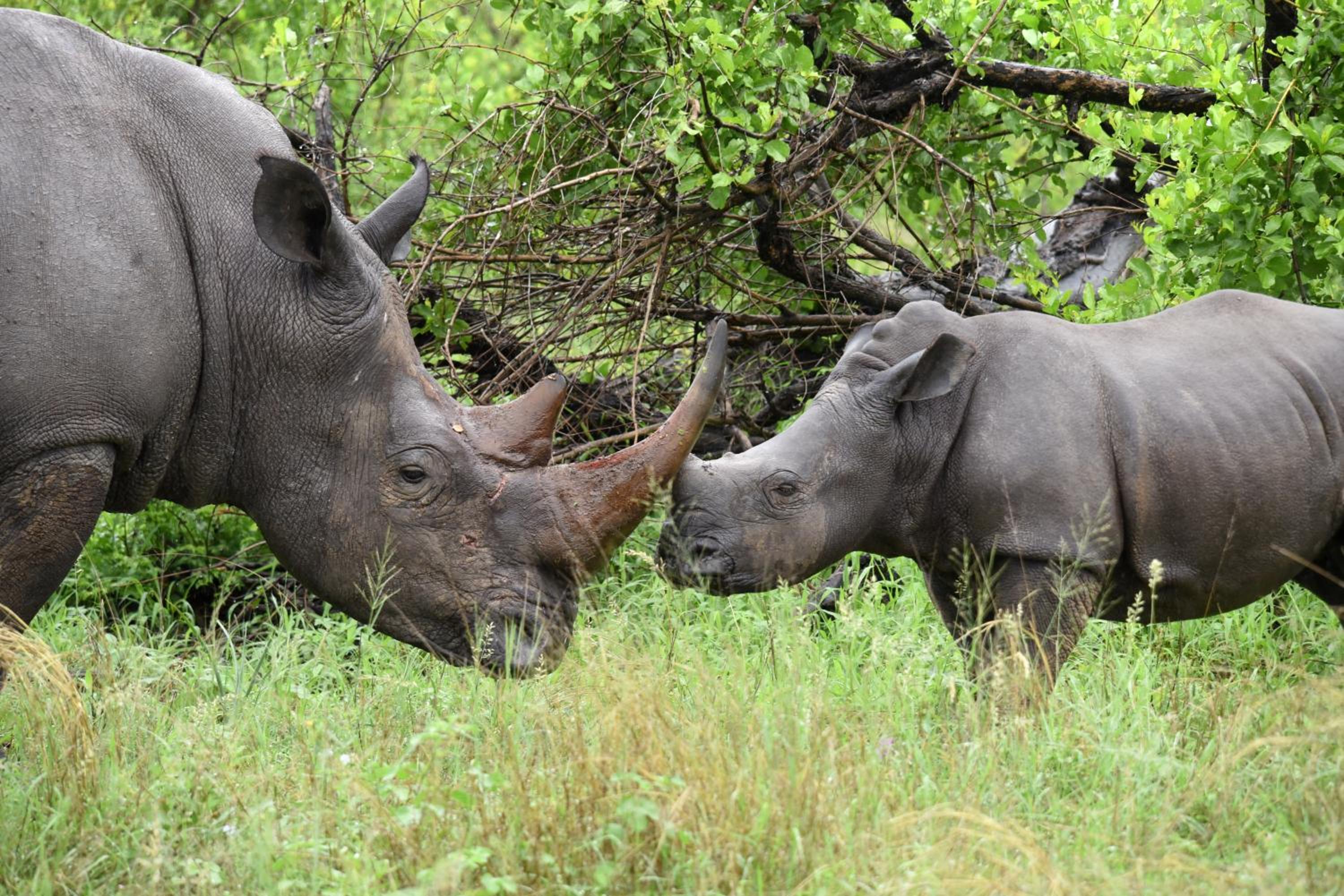 Mziki Safari Lodge