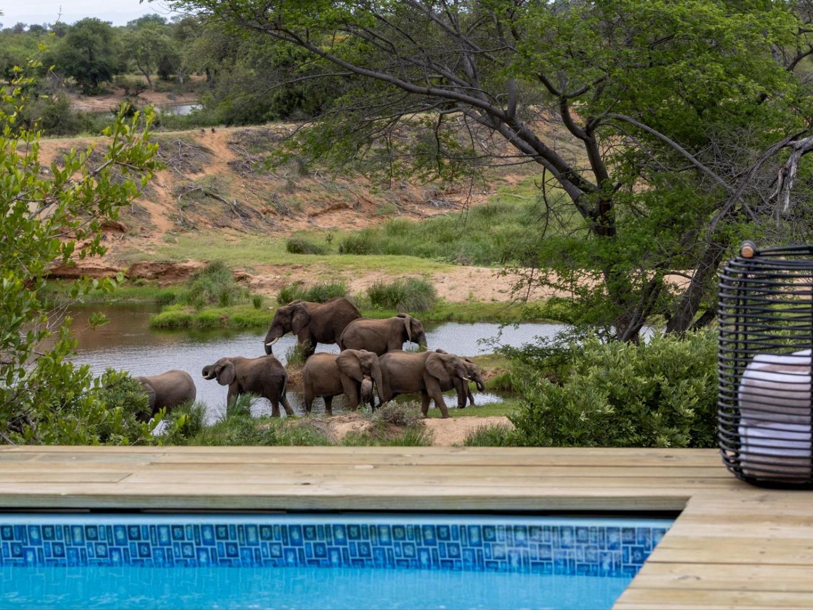 Simbavati Mvubu Cottage view 4