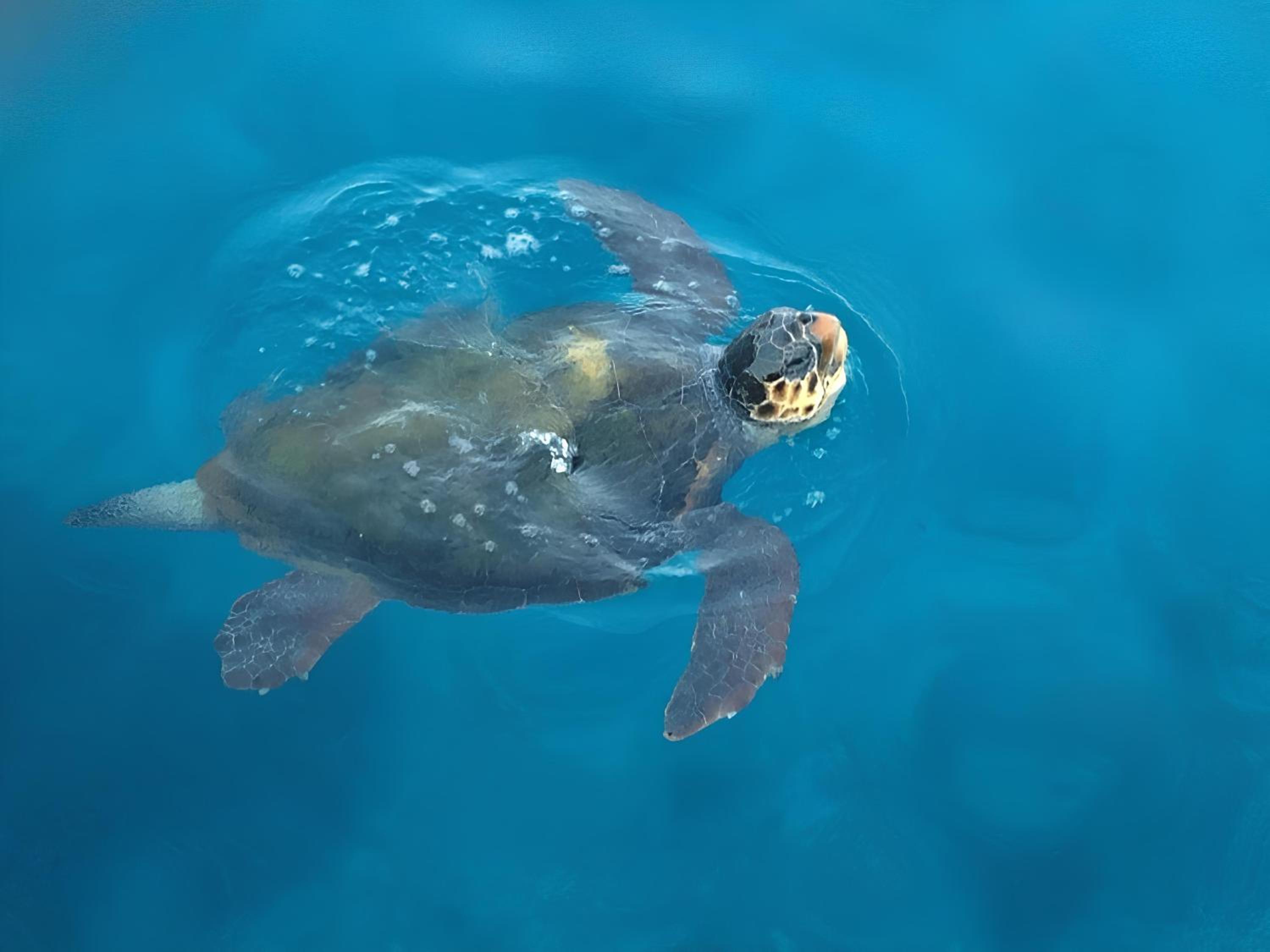 Patara Prince Otel & Tatil Köyü - Özel Kategori - Image 9