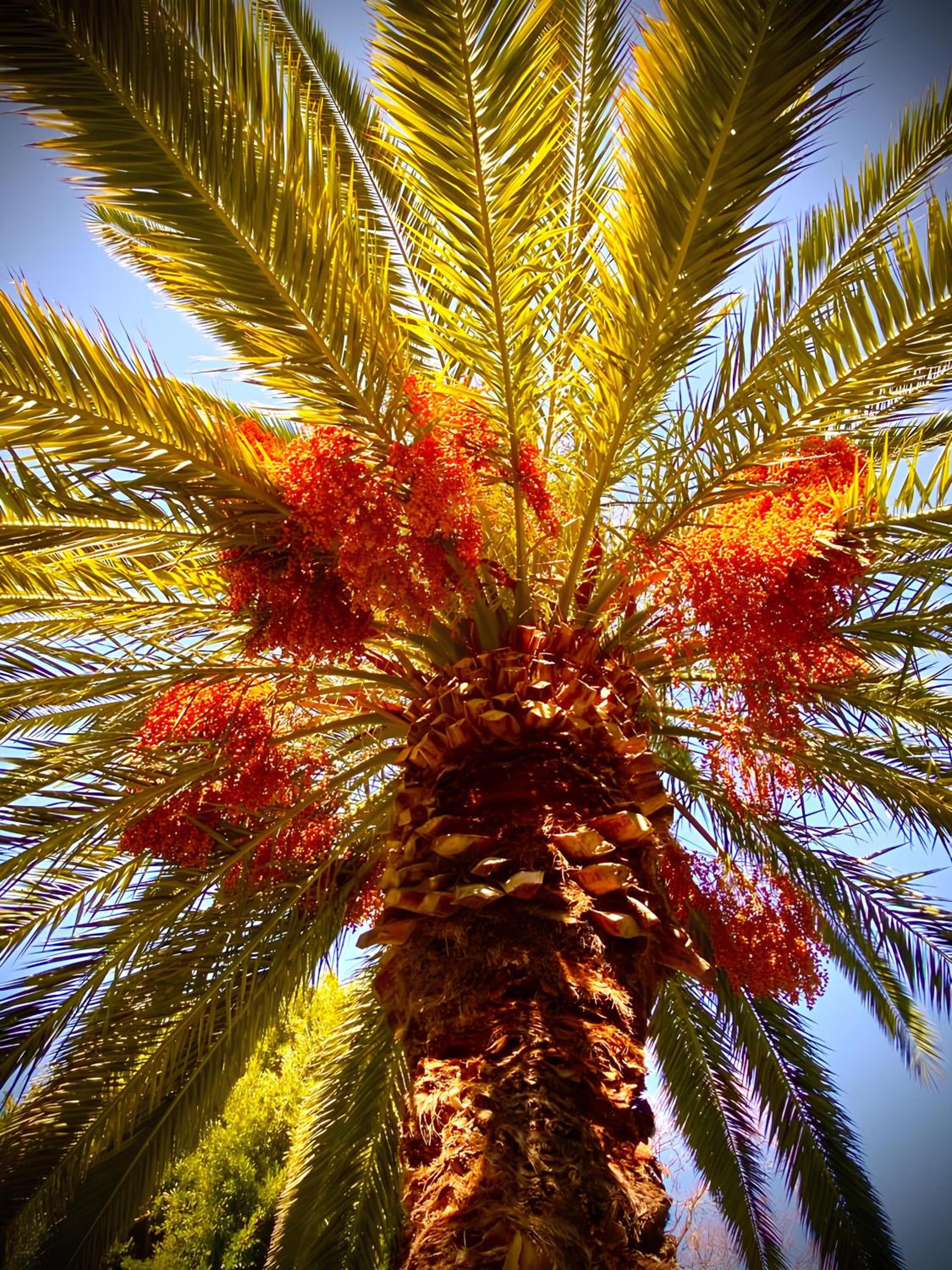 Patara Prince Otel & Tatil Köyü - Özel Kategori - Image 23