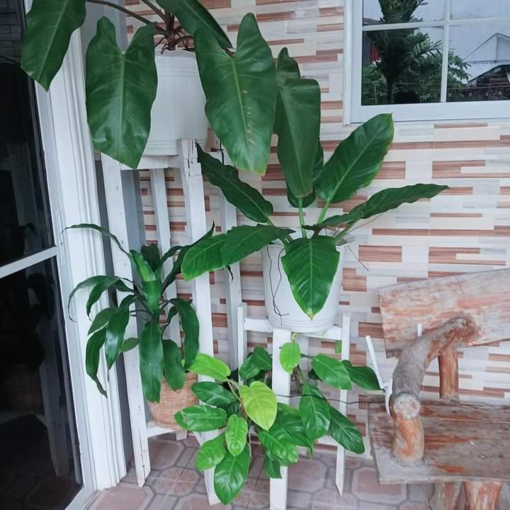 Zia Homestay view 2