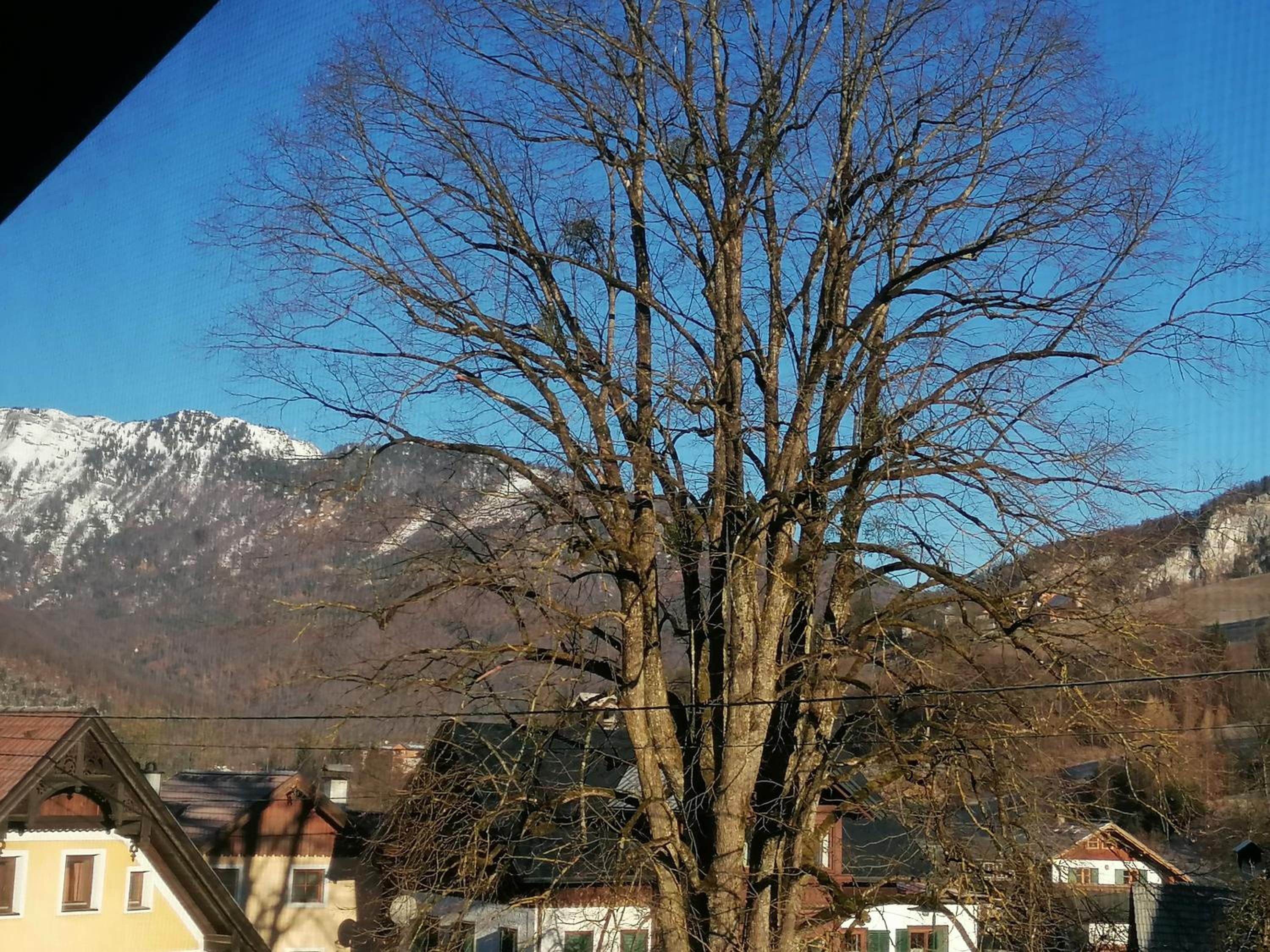 Alpenblumal