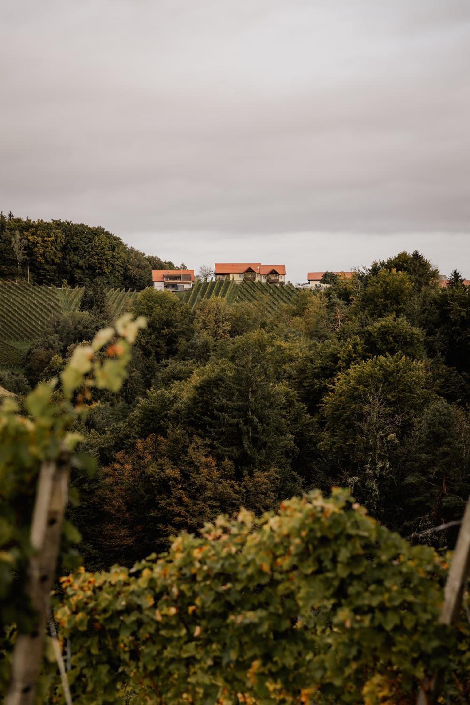 Weingut Sternat vlg. Schmalzpeter