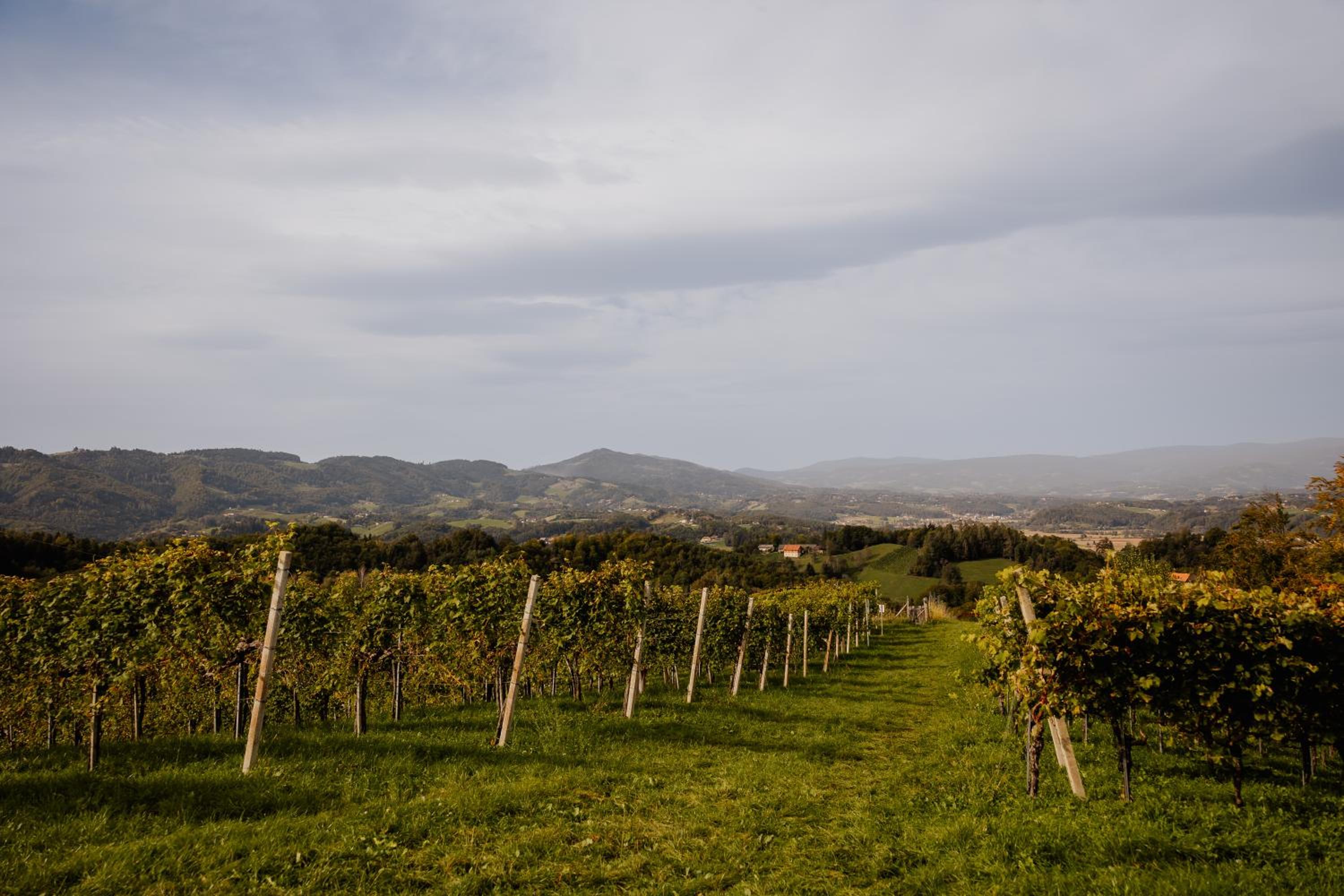 Weingut Sternat vlg. Schmalzpeter