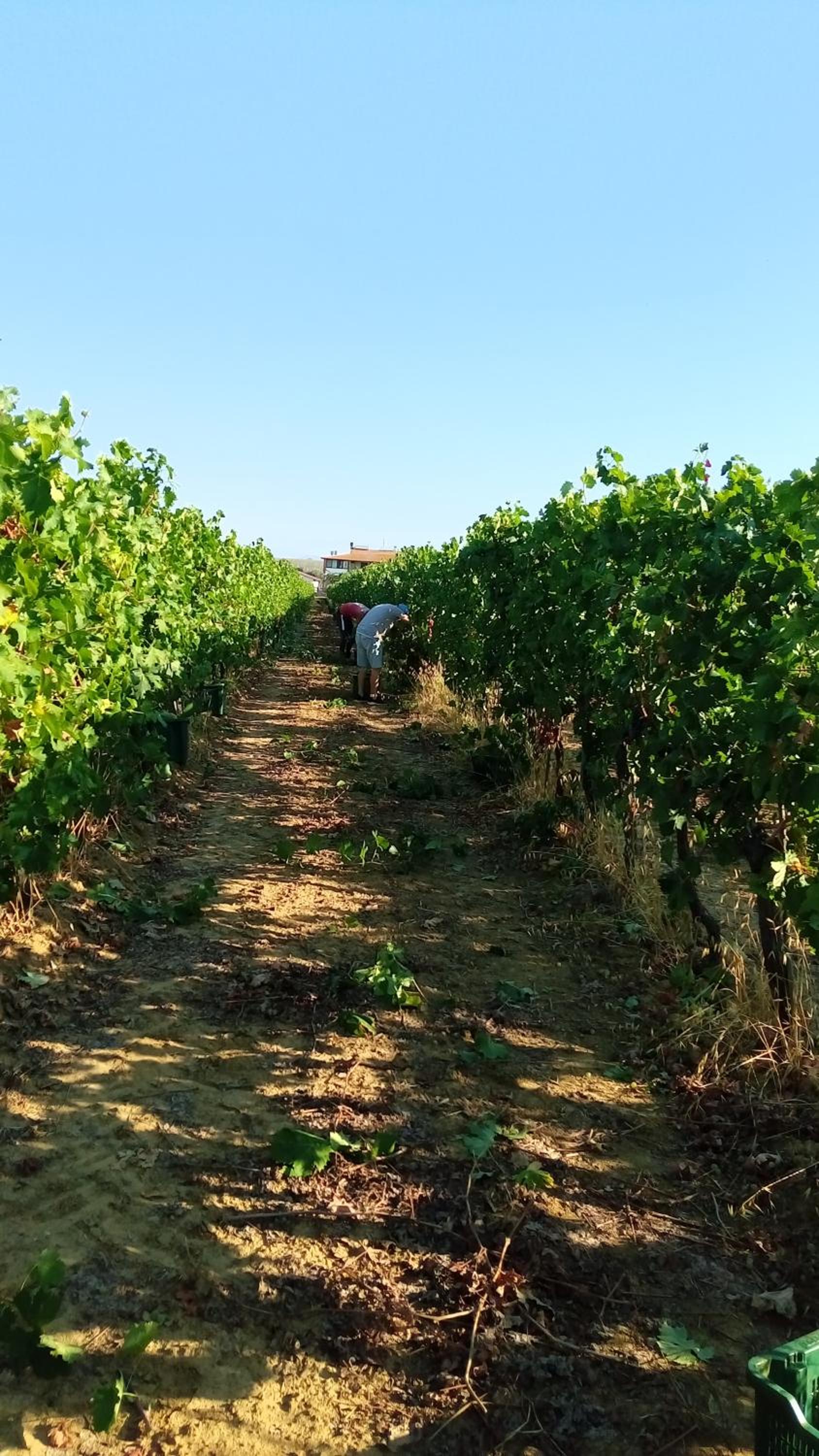 Agriturismo Podere Cirene