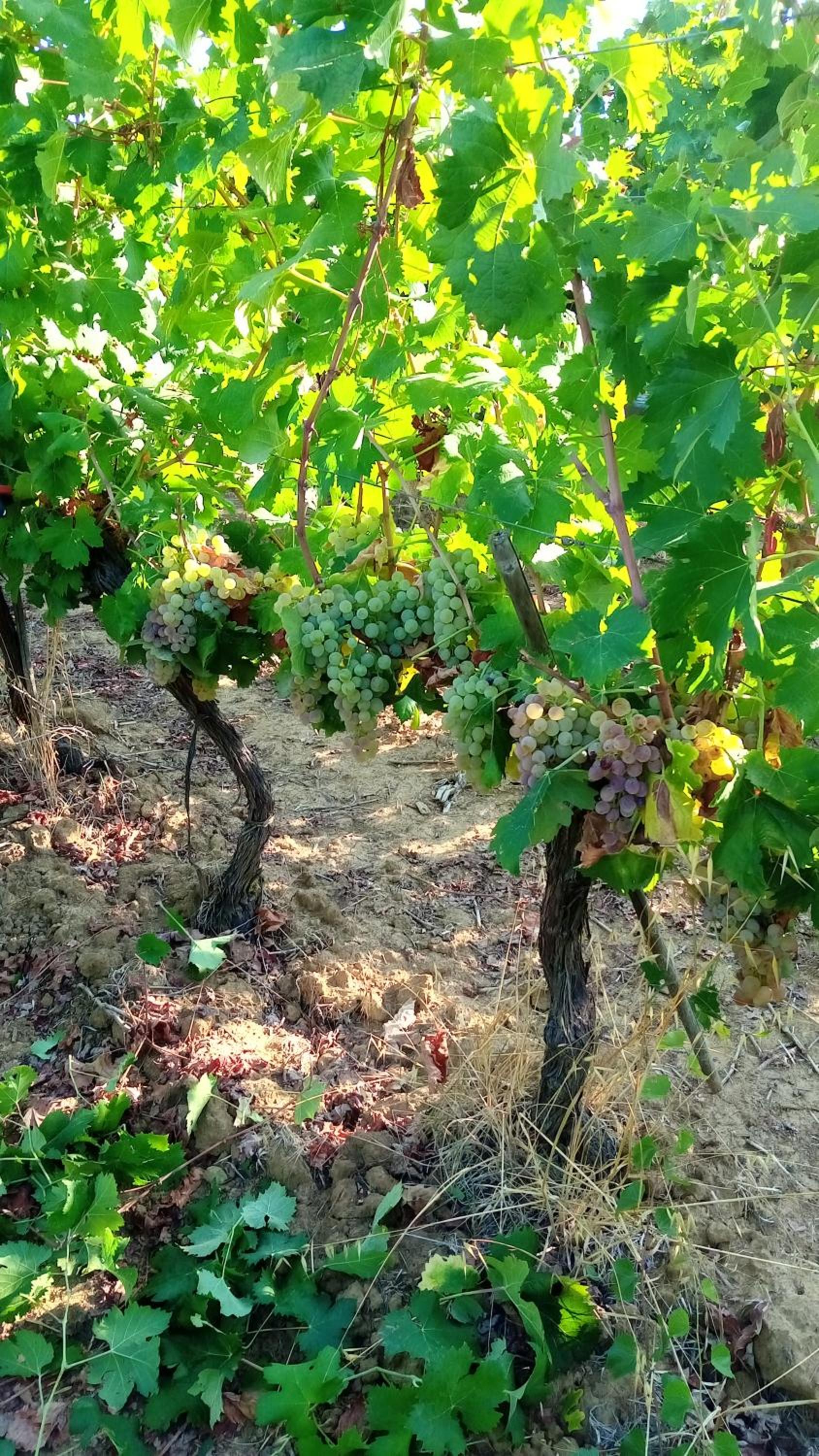 Agriturismo Podere Cirene