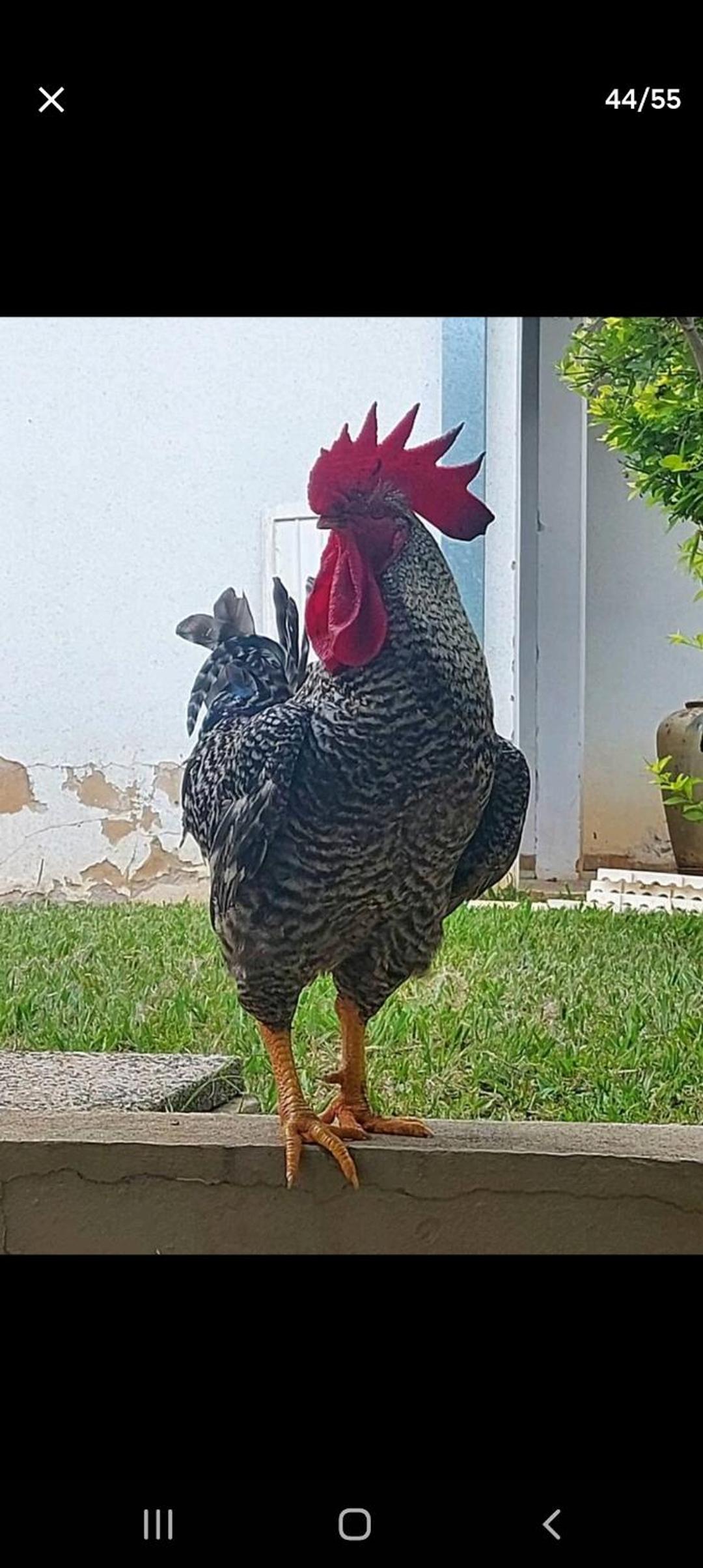 CHÁCARA COM VISTA ESPETACULAR