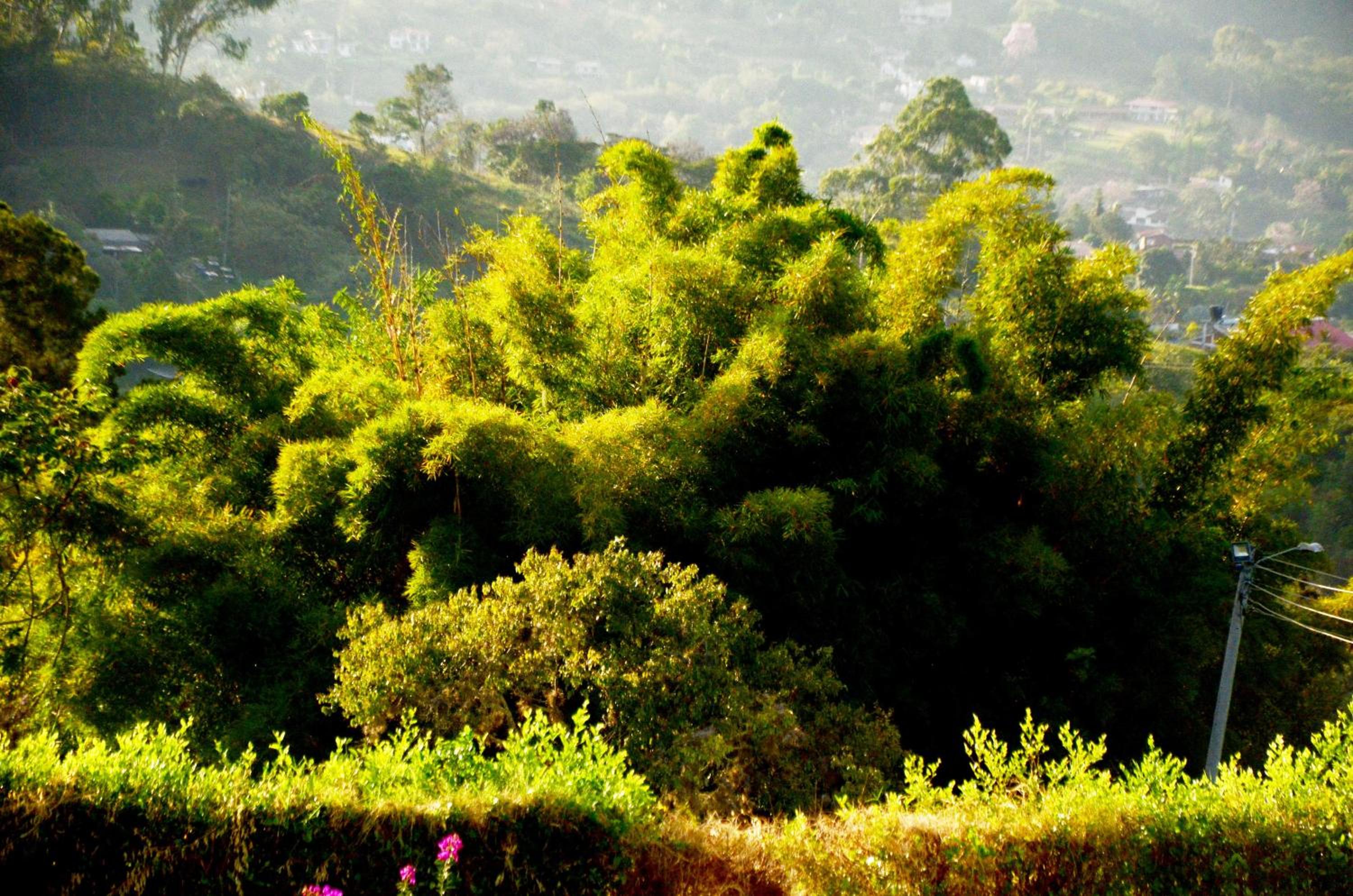 Rancho Grande