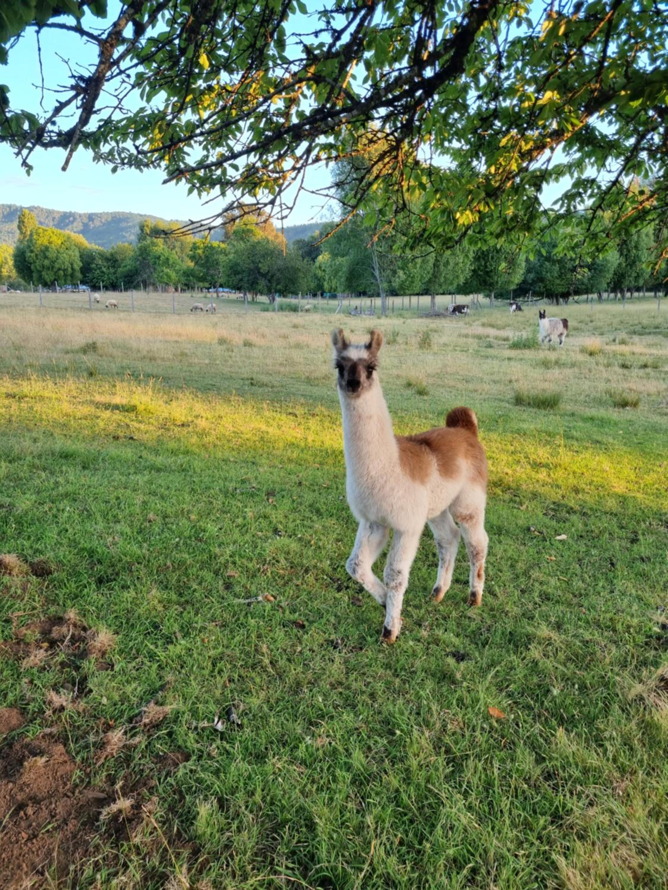 Cabaña en carretera 5 sur con granja de animales