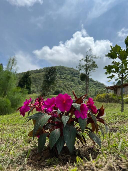 Glamping Villa del Bosque