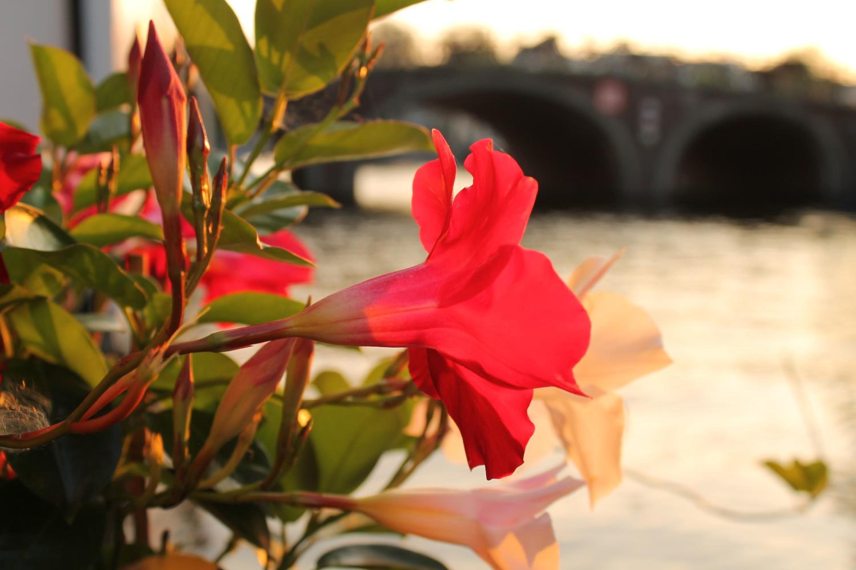 Houseboat Orpheus photo 3