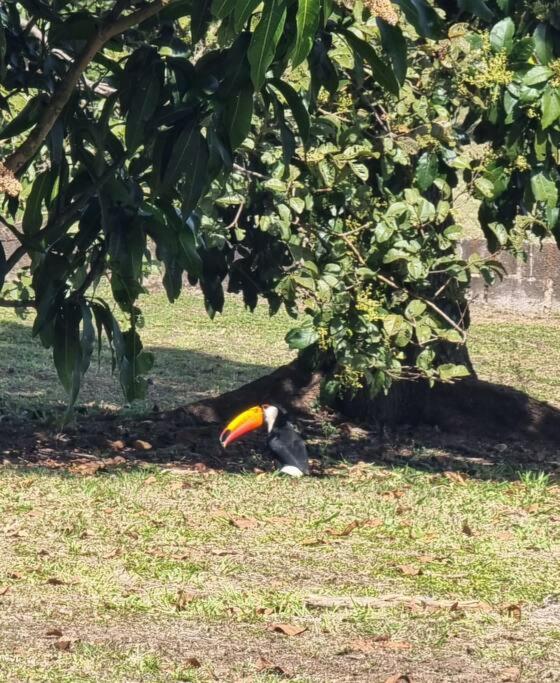Chácara em São Pedro, SP (Rampa de vôo livre)