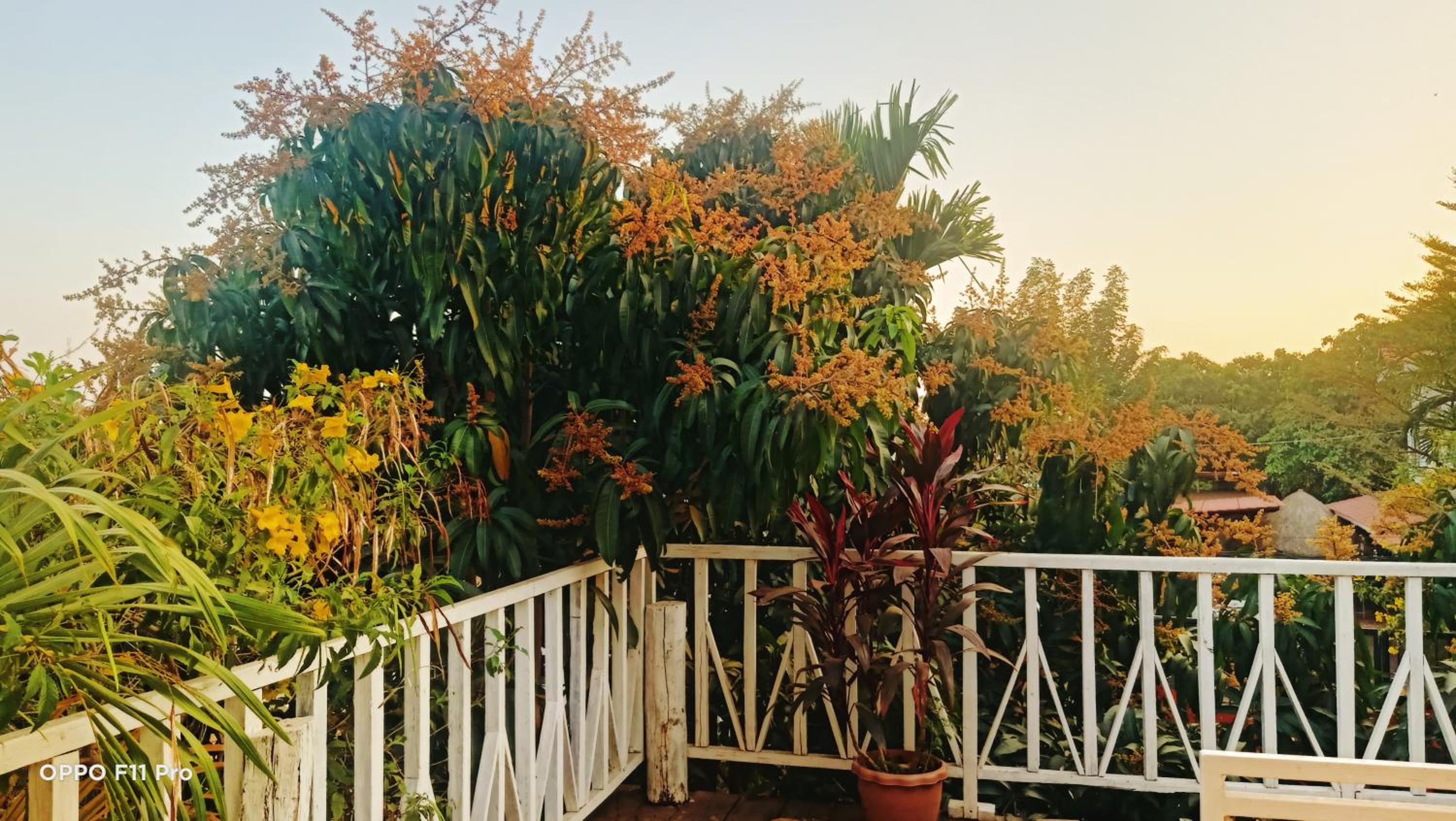 Homestay Yellow Natural House