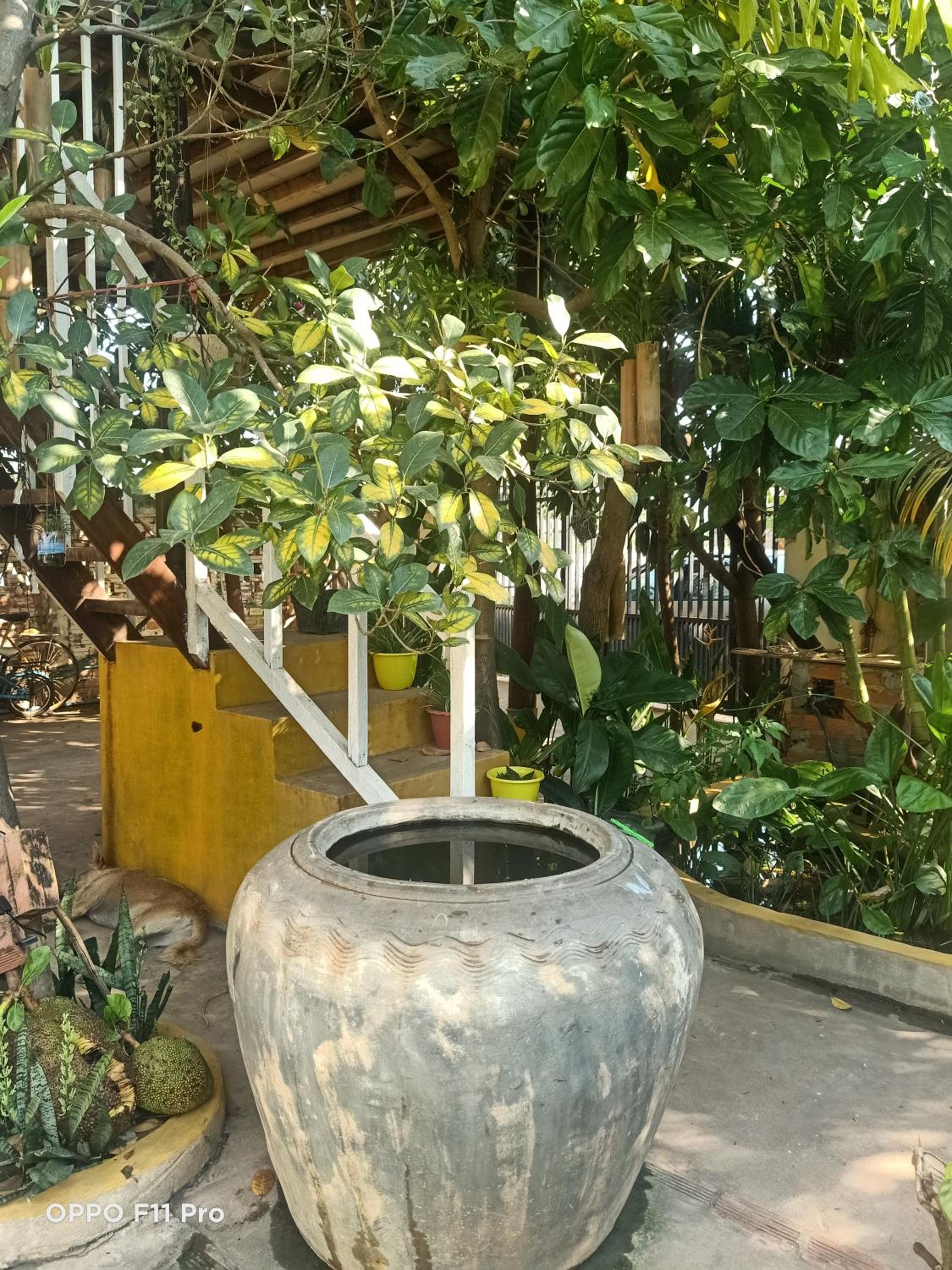 Homestay Yellow Natural House